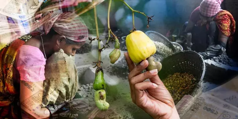 കശുവണ്ടി വ്യവസായം സംരക്ഷിക്കാൻ സർക്കാർ ഇടപെടൽ അനിവാര്യം