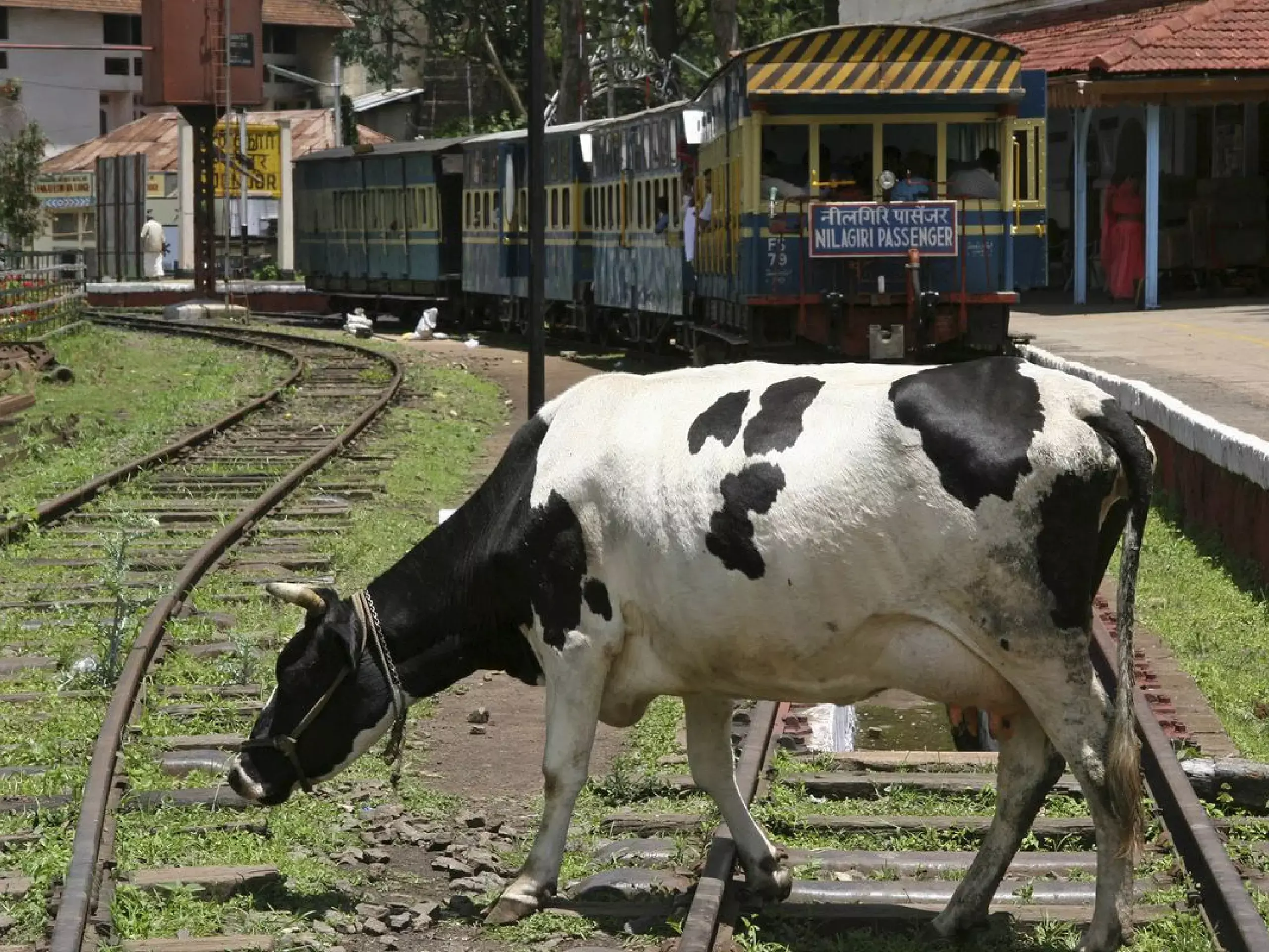 കന്നുകാലികള്‍ മേയുന്നു: 1,000 കീമി റെയില്‍വേ ട്രാക്കില്‍ വേലികെട്ടാന്‍ ഇന്ത്യന്‍ റെയില്‍വേ