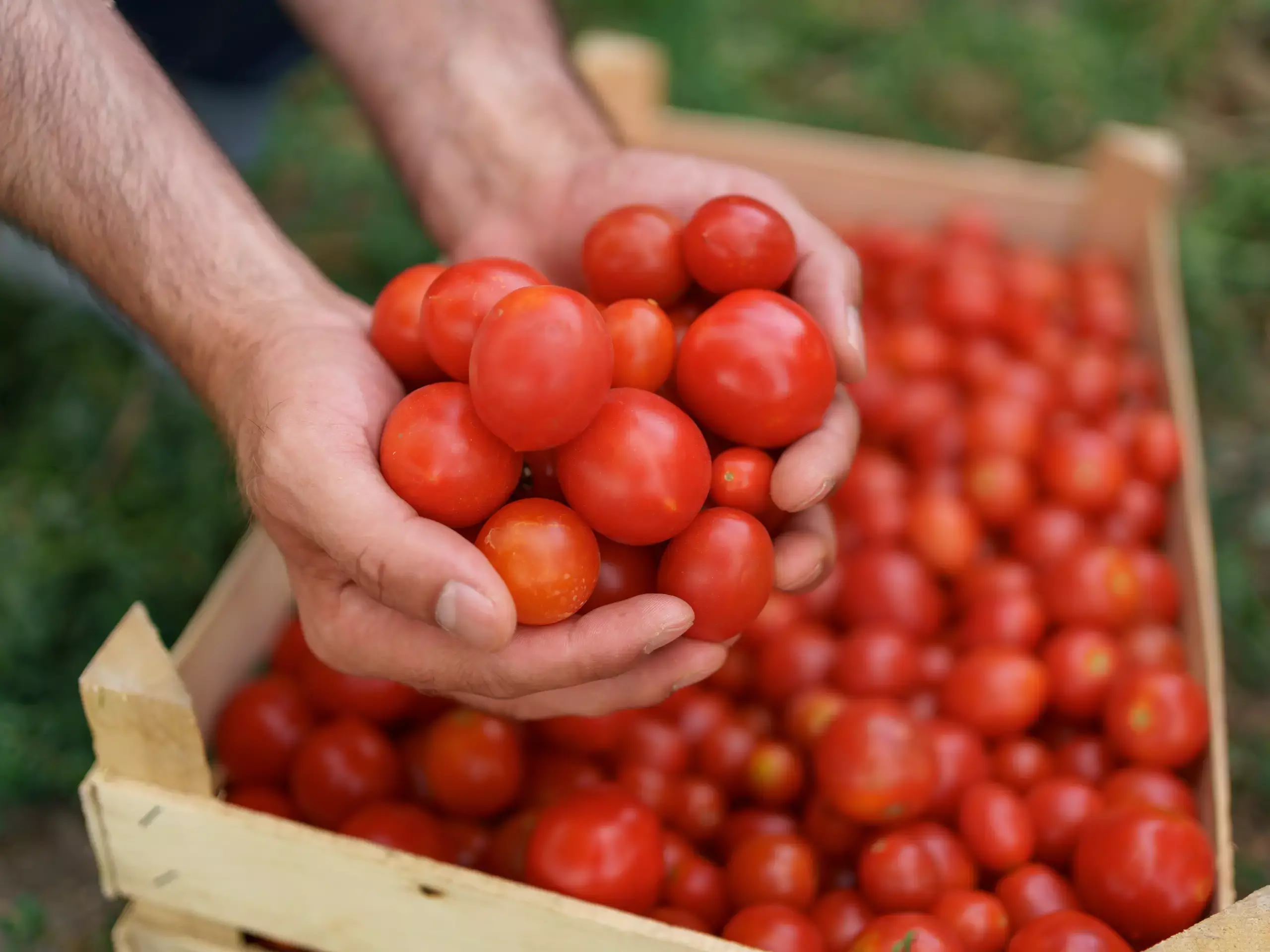 state government given relief tomato farmers