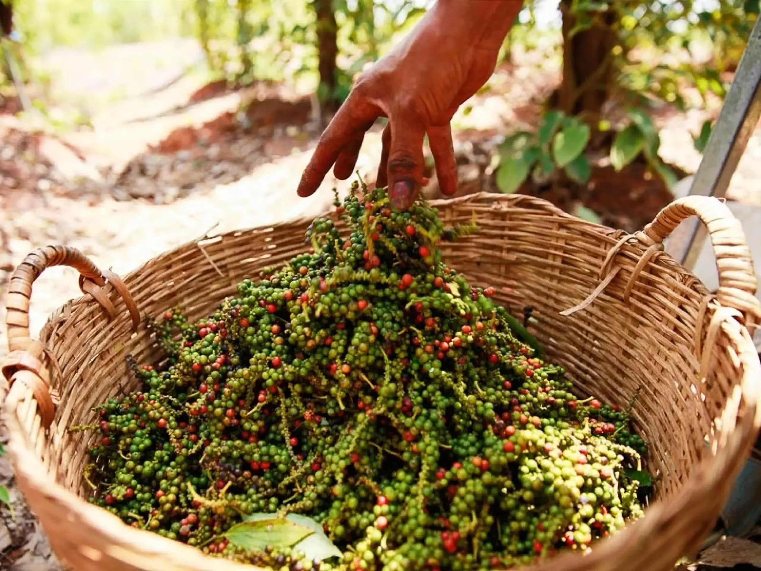 pepper farmer price crisis