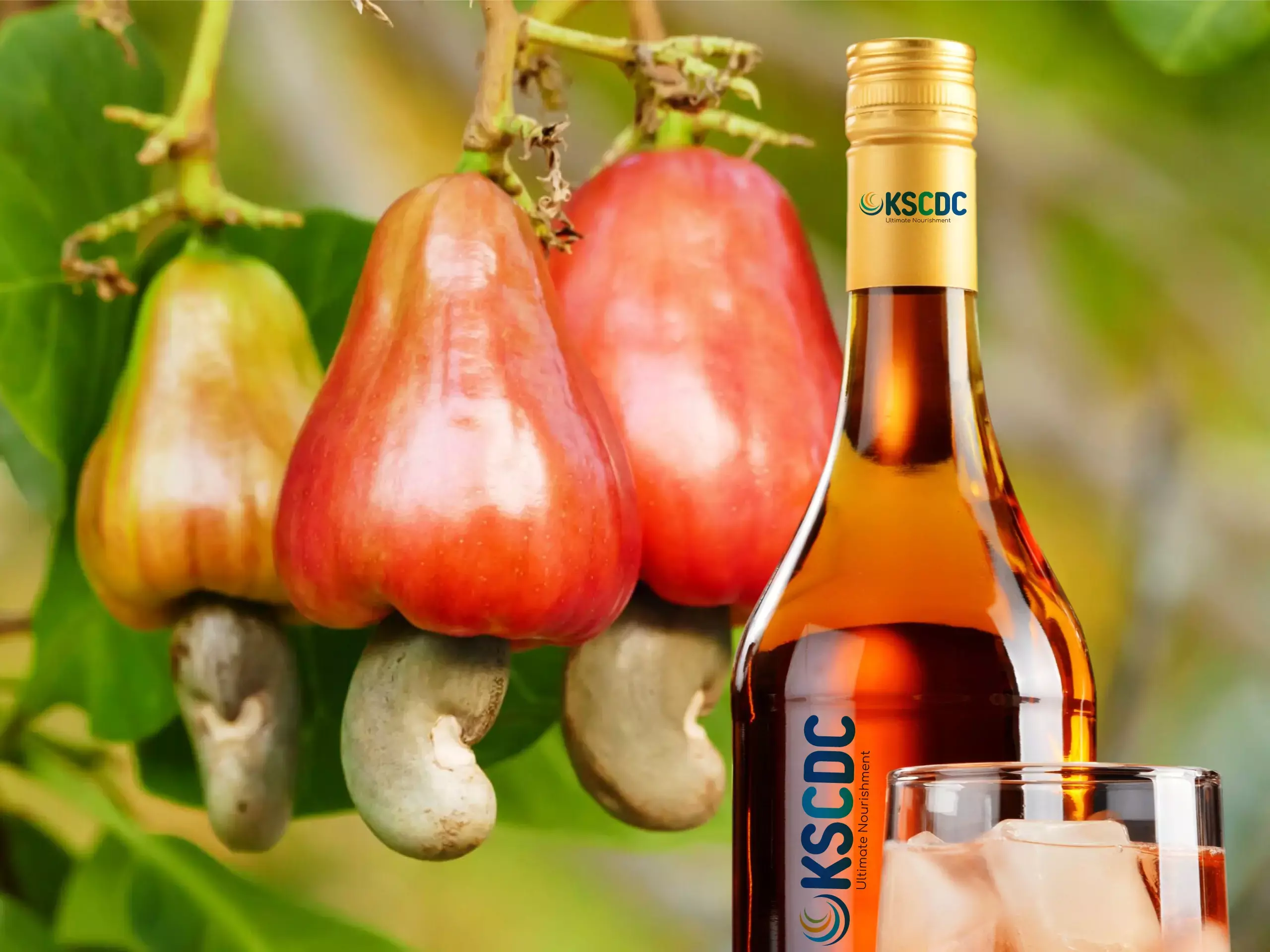 kscdc is ready to make alcohol from cashew