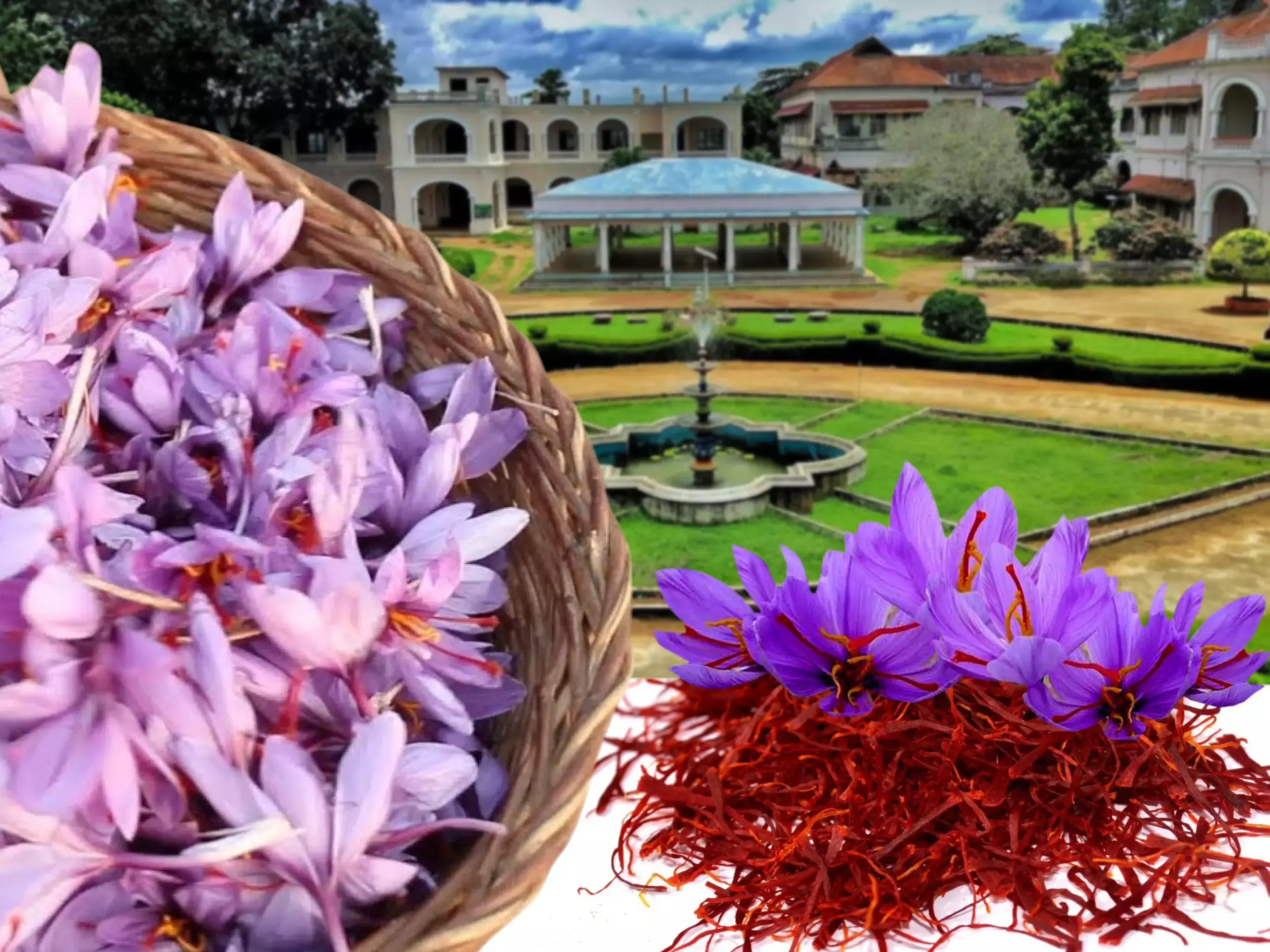 kashmiri saffron in vellayani collage of agriculture
