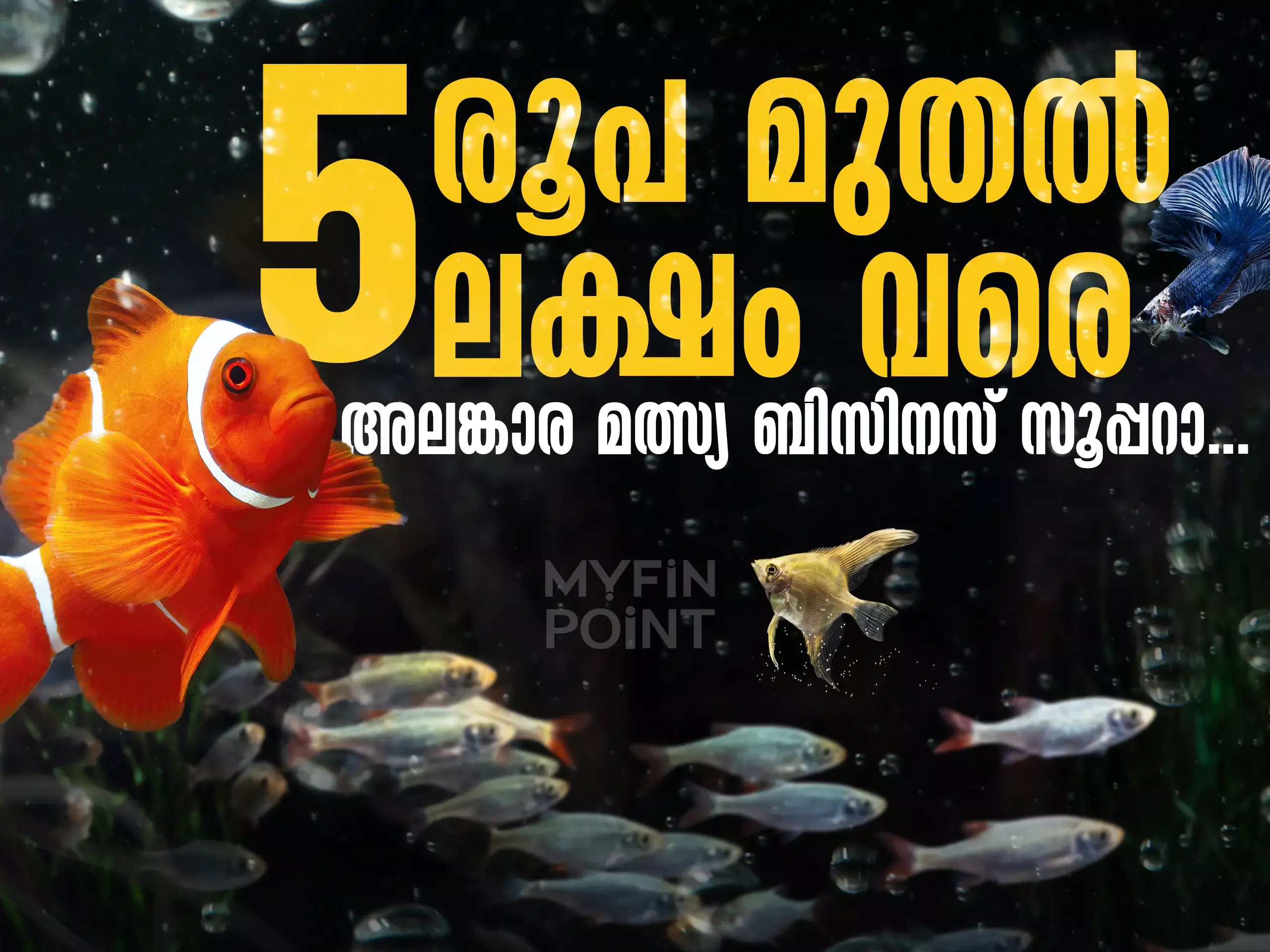 ഇതൊരു കൂട്ടുസംരംഭമാണ്; 5 രൂപ മുതൽ 5 ലക്ഷം വരെയുള്ള അലങ്കാര മത്സ്യകൃഷി