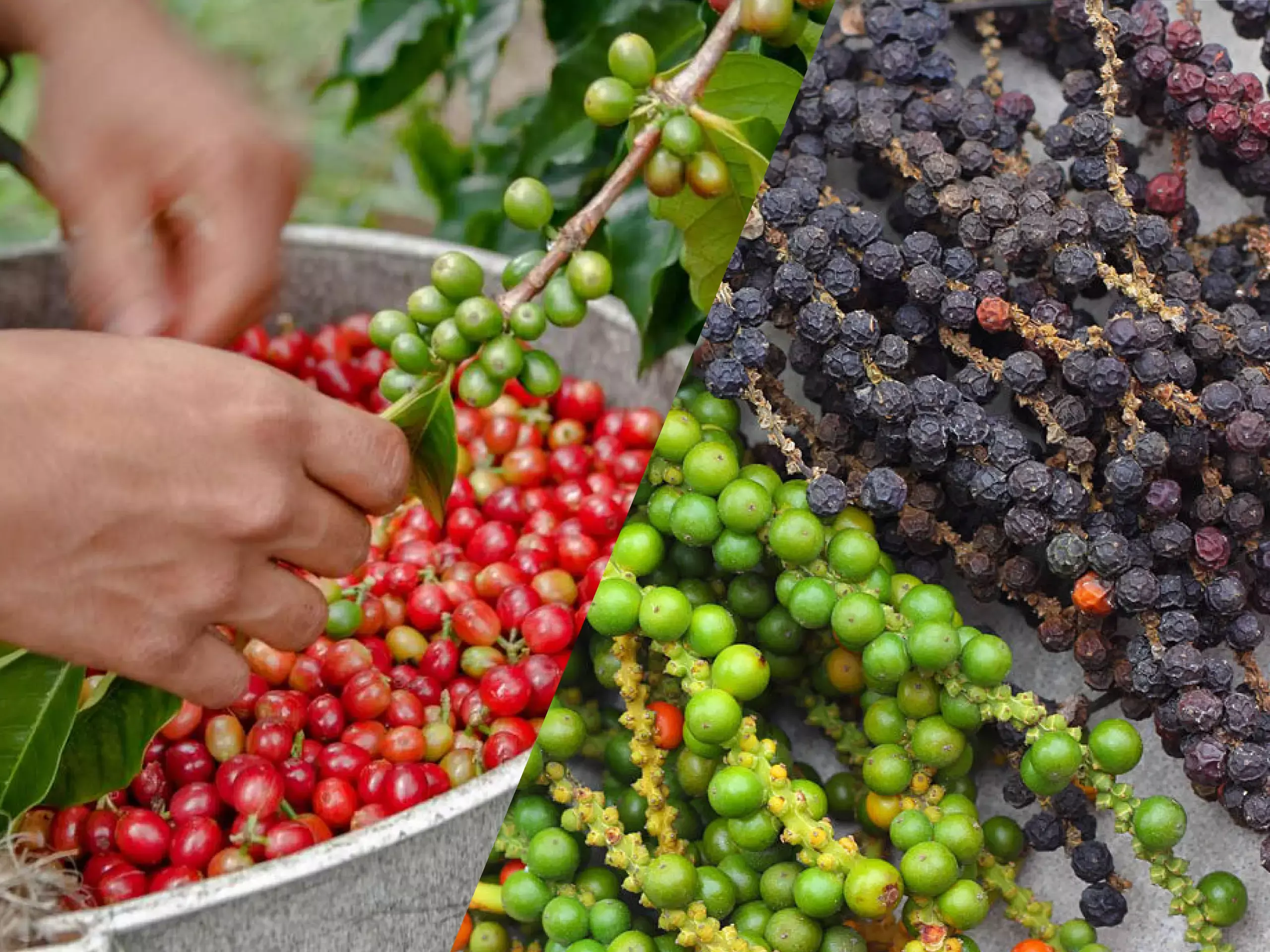 commodity market 09 02