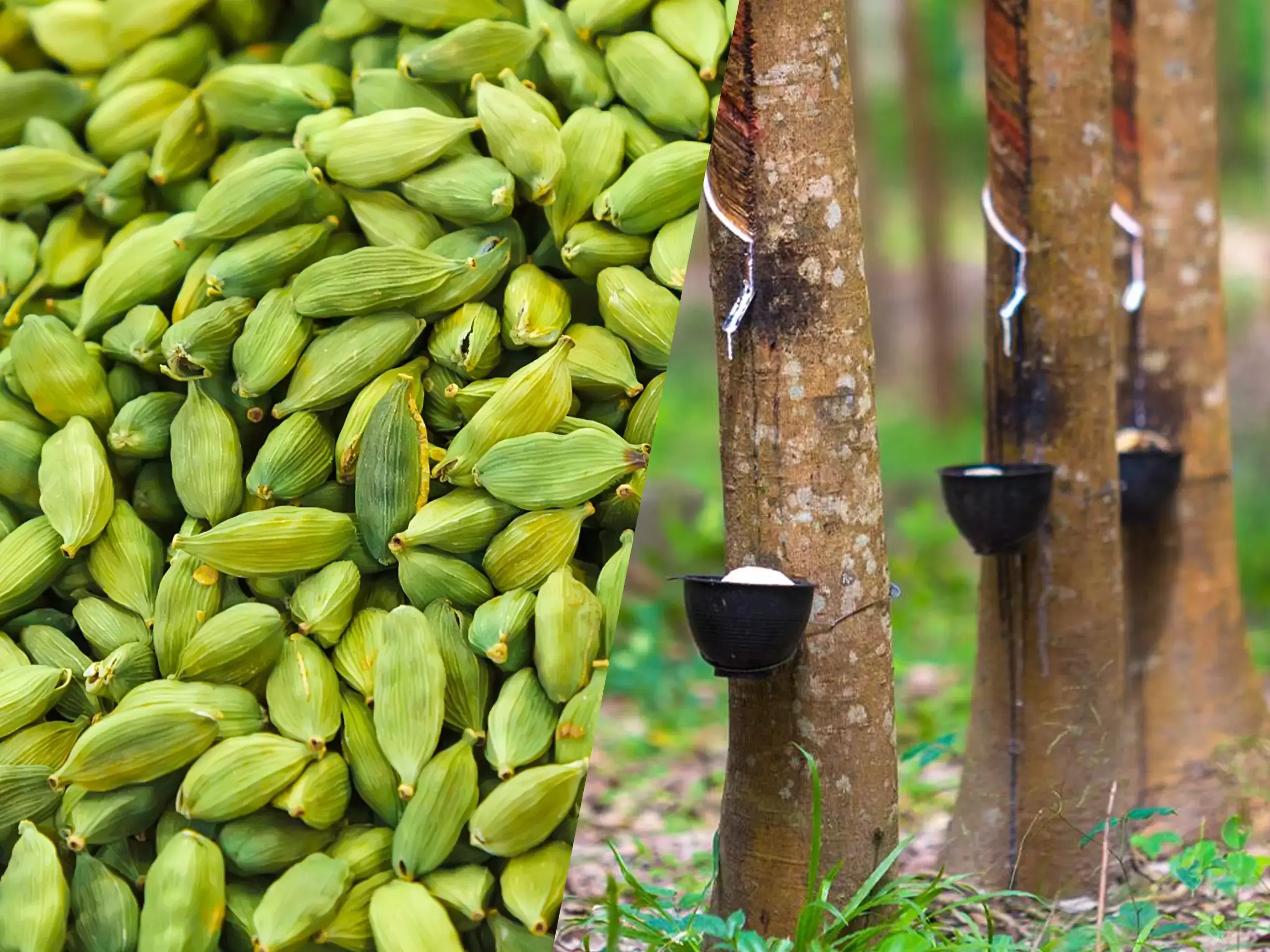 പ്രതീക്ഷയ്ക്കൊത്ത് ഉയരാതെ ഏലം, ടാപ്പിംഗ് കാലത്തിനോട് ഗുഡ്‌ബൈ പറയാനൊരുങ്ങി റബ്ബര്‍