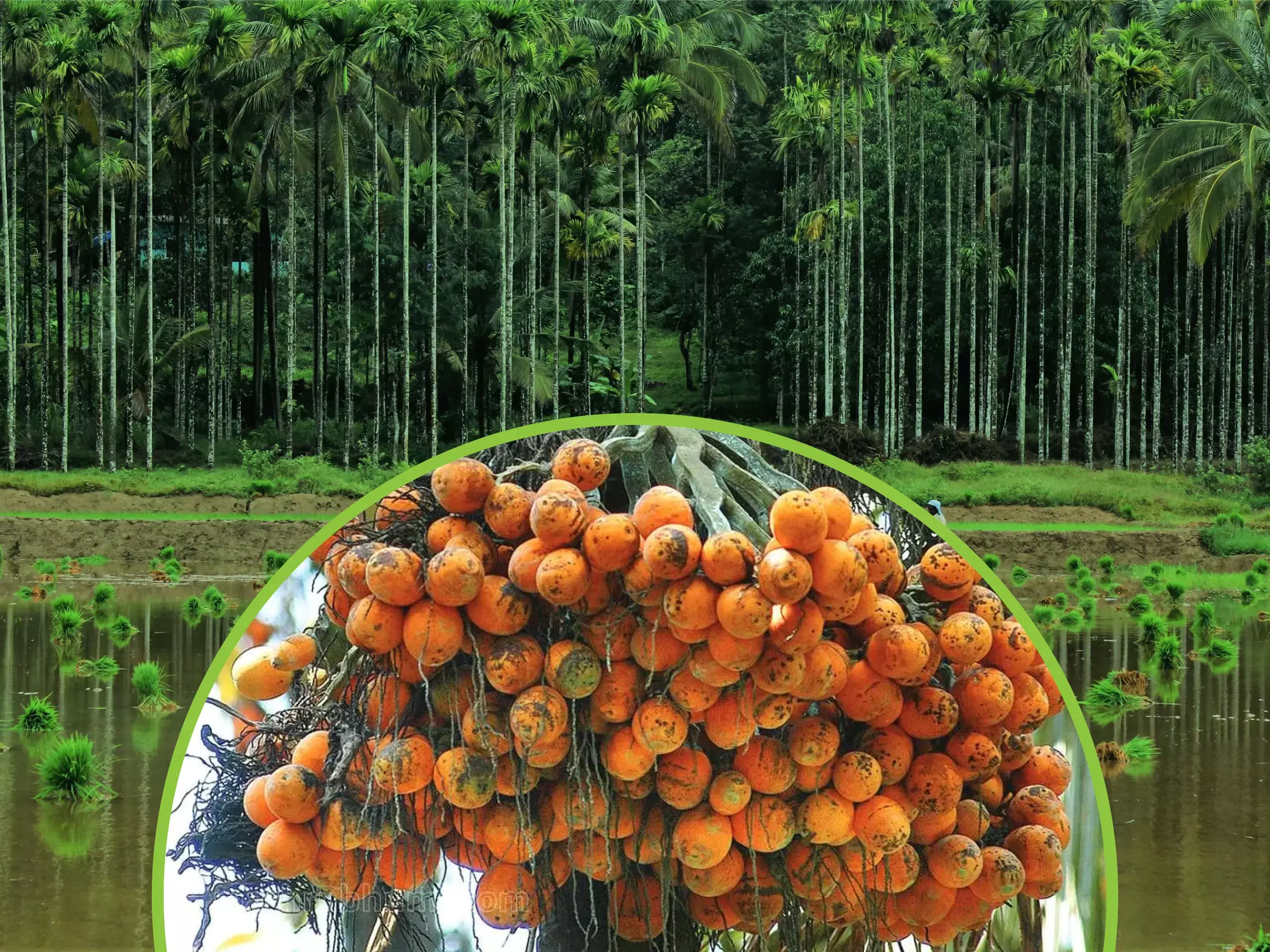 commodity market arecanut commodity market arecanut