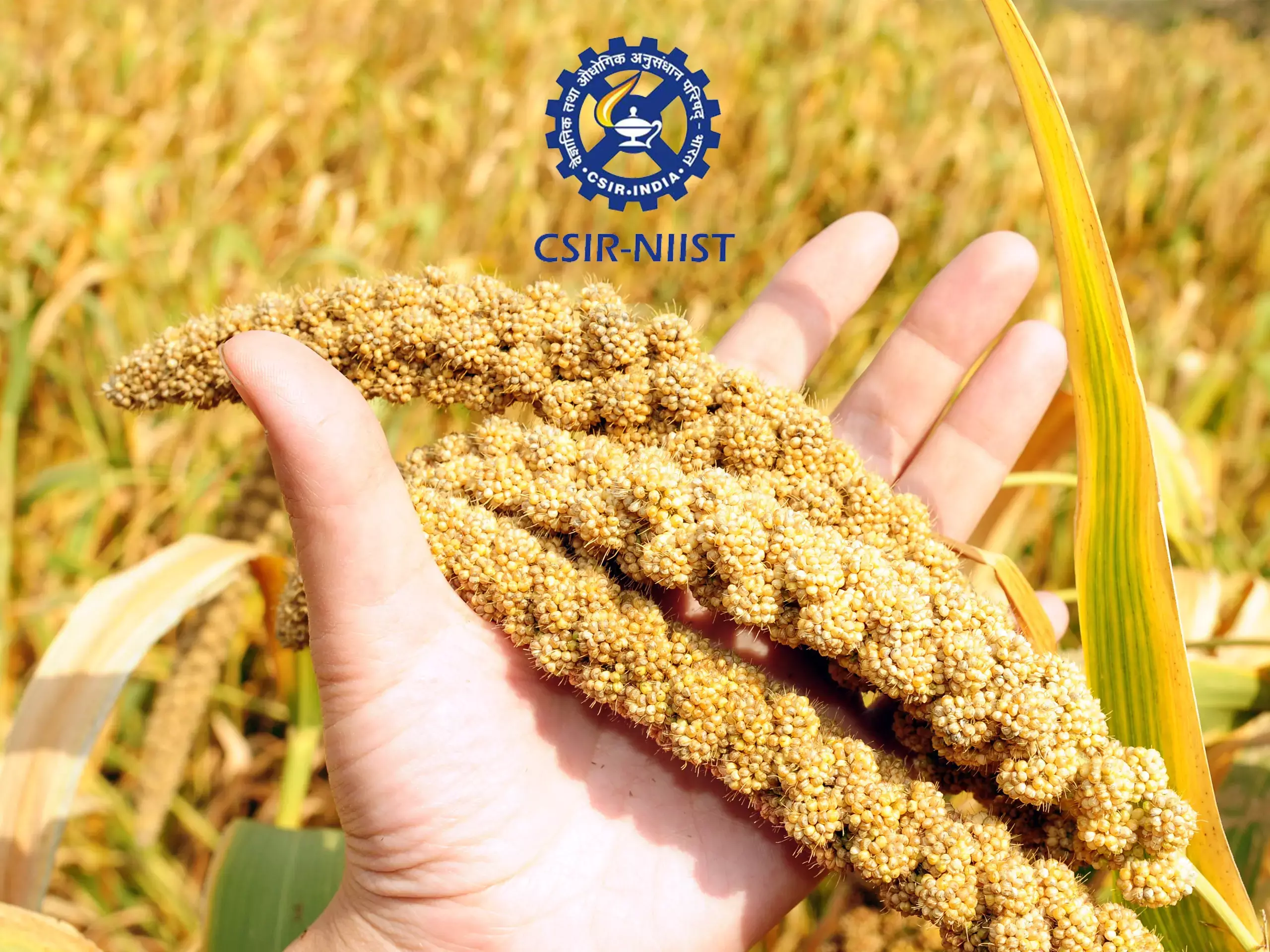 എന്‍ഐഐഎസ്ടിയുടെ നേതൃത്വത്തില്‍ സ്റ്റാര്‍ട്ടപ്പ് കോണ്‍ക്ലേവും മില്ലറ്റ് ഫുഡ് ഫെസ്റ്റിവെല്ലും നടക്കും