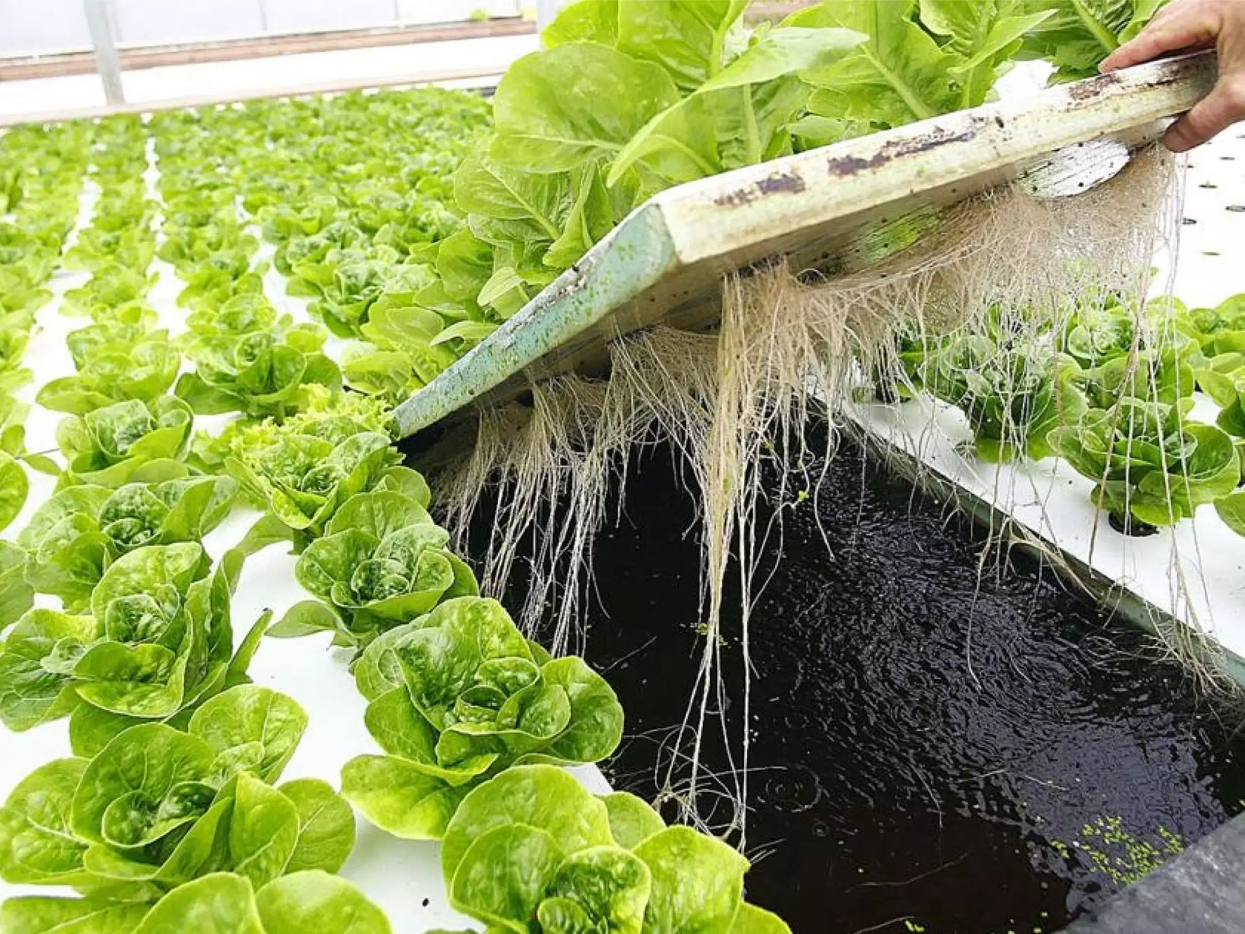 get better income with aquaponics
