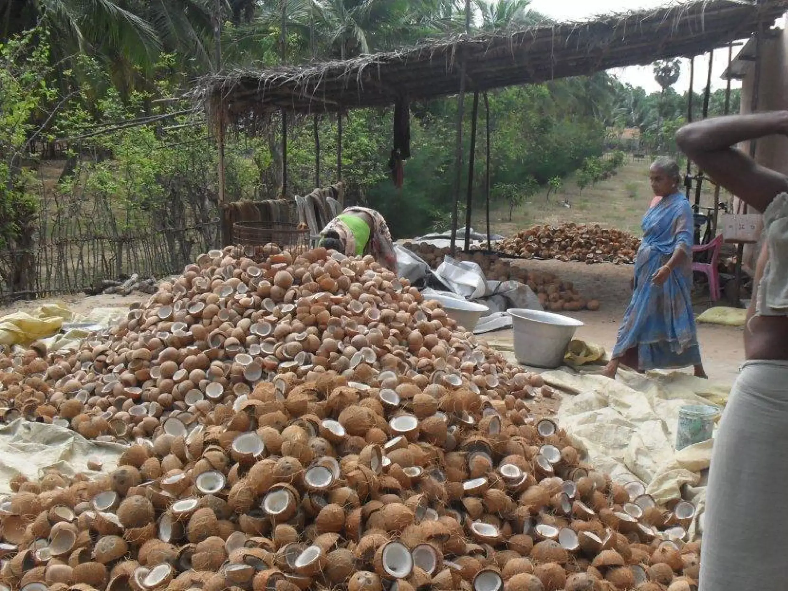 kerala coconut market down