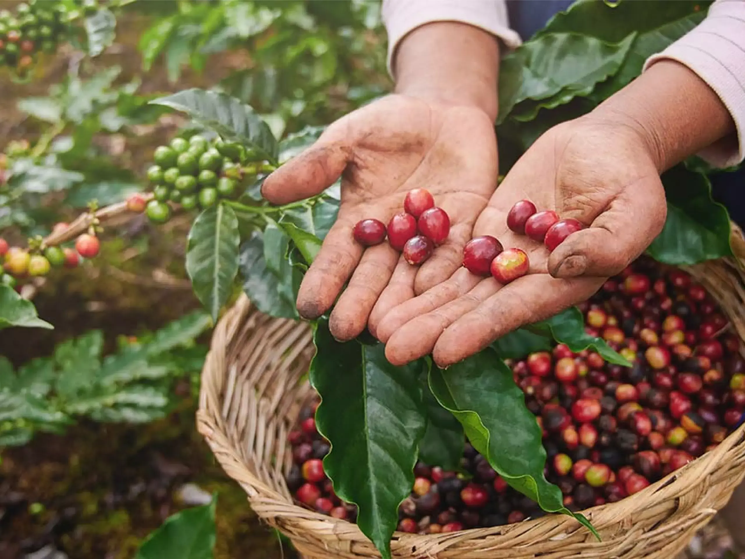 commodities market updates 21 02