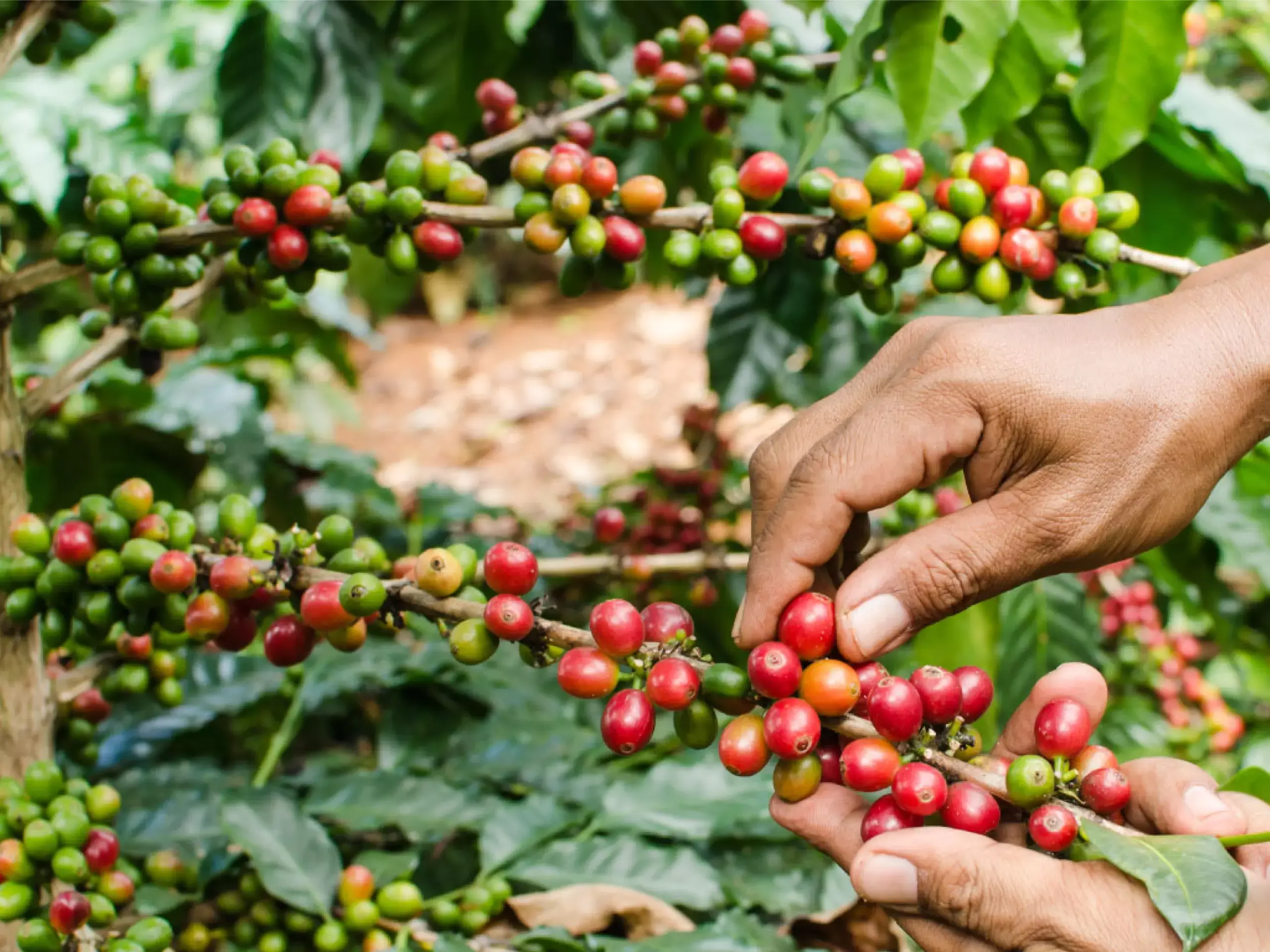 coffee prices at record highs