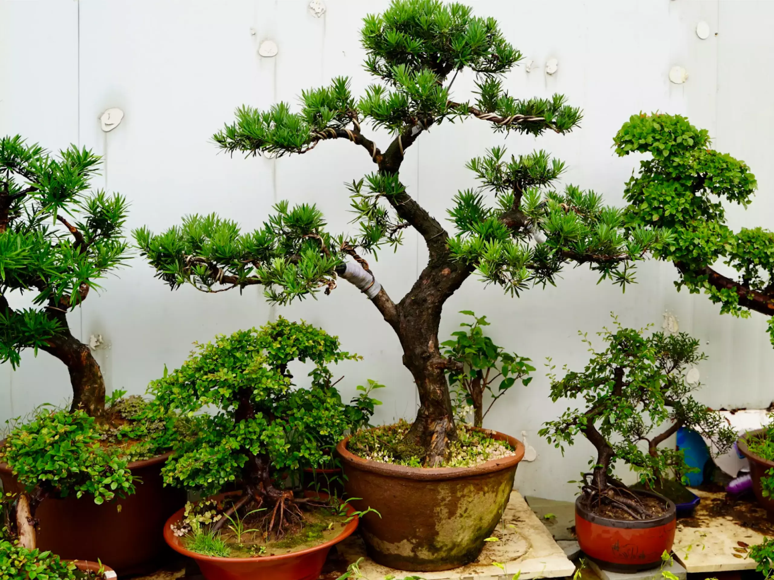 bonsai cultivation business