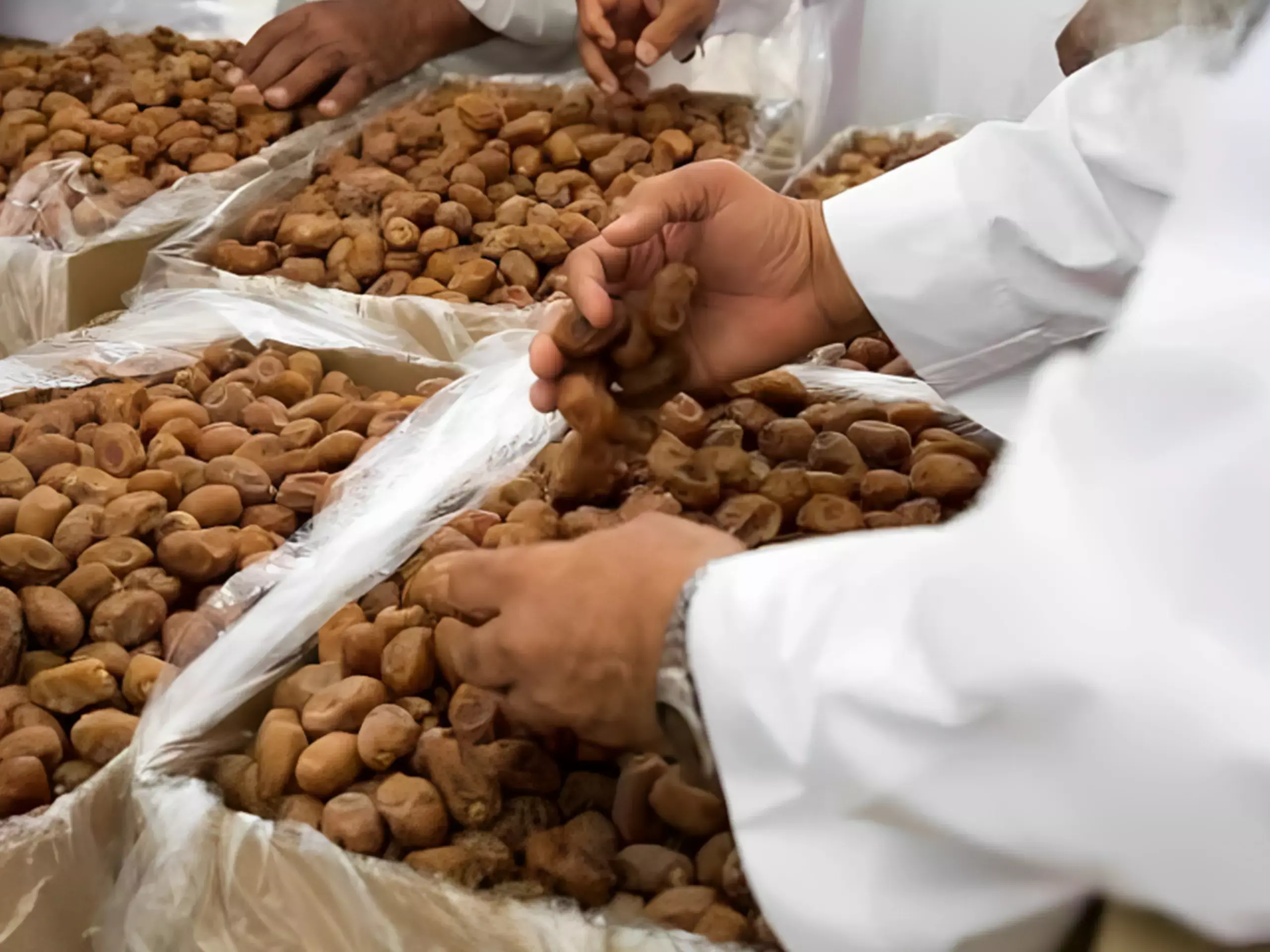 വീണ്ടും നേട്ടം; ഈന്തപ്പഴ കയറ്റുമതിയിലെ കുത്തക വിട്ടുകൊടുക്കാതെ സൗദി അറേബ്യ