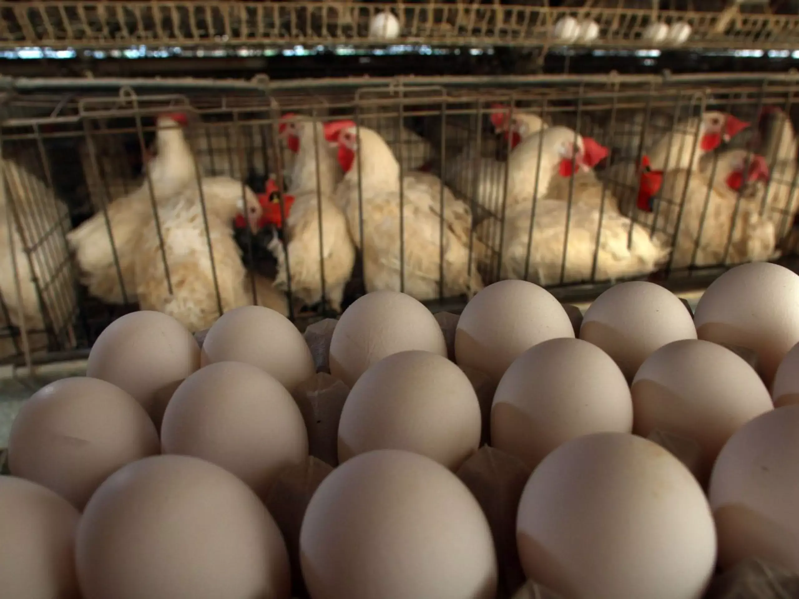 uae is about to increase the price of chicken and eggs