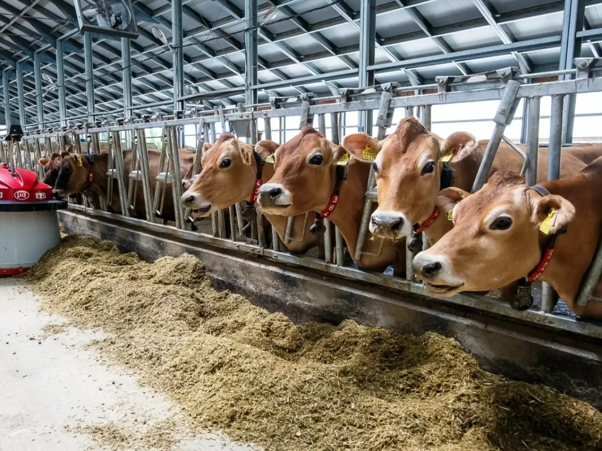 cattle breeding center in sharjah