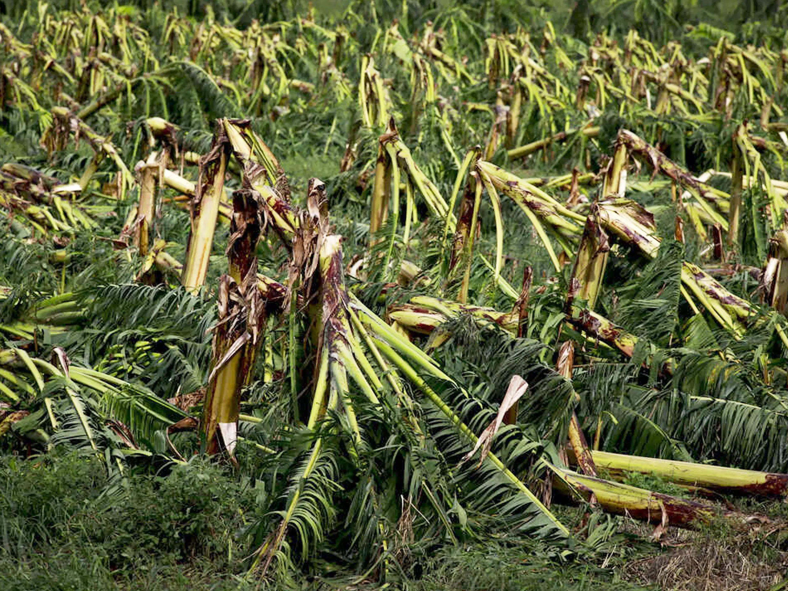 സംസ്ഥാനത്തെ ഏത്തവാഴ കര്ഷകര് ദുരിതത്തില് സംസ്ഥാനത്തെ ഏത്തവാഴ കര്ഷകര് ദുരിതത്തില്