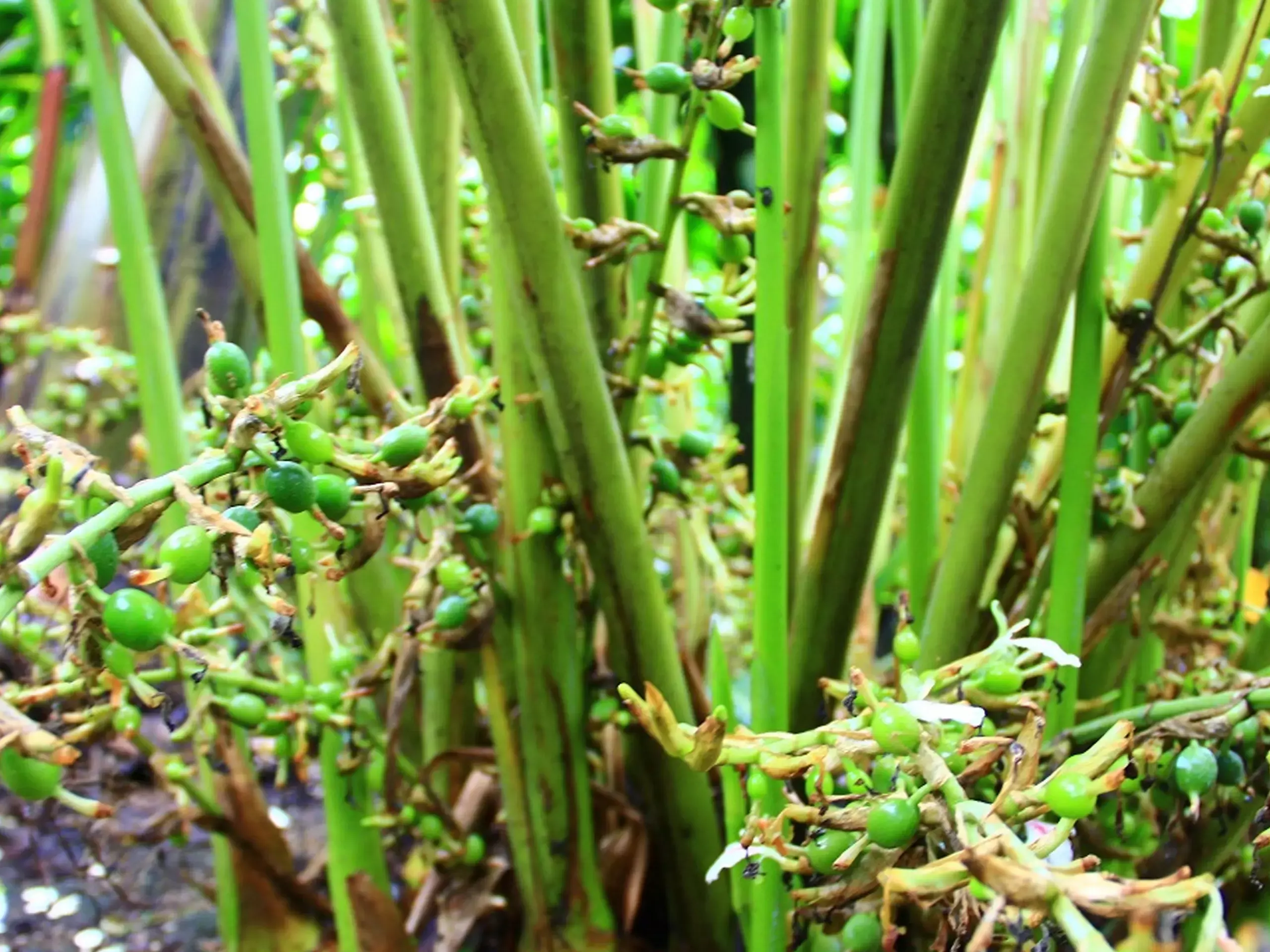 വേനല്‍ കഠിനം, ഏലത്തോട്ടങ്ങള്‍ നിലനില്‍പ്പ് ഭീഷണിയില്‍