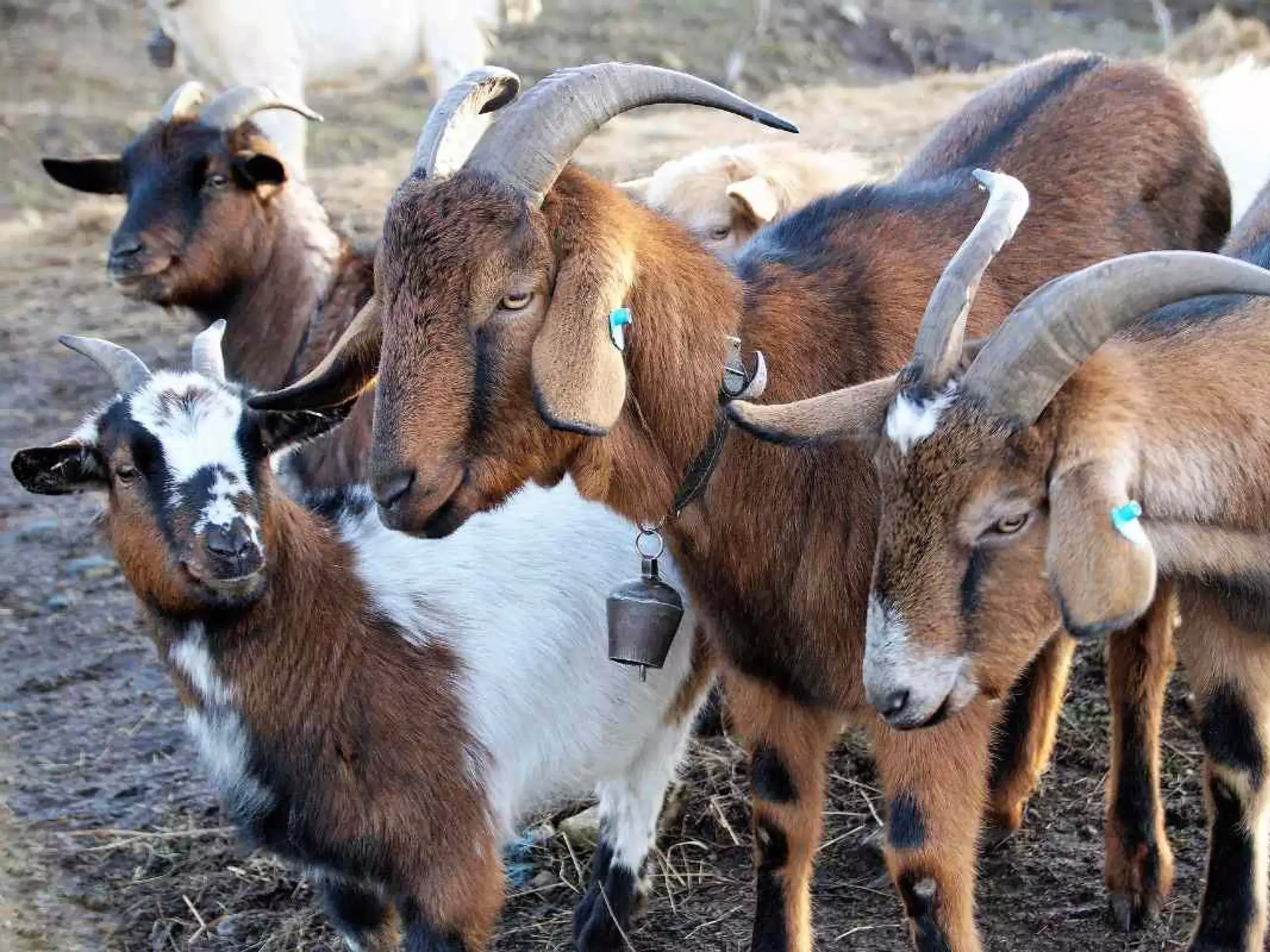 goat farming business