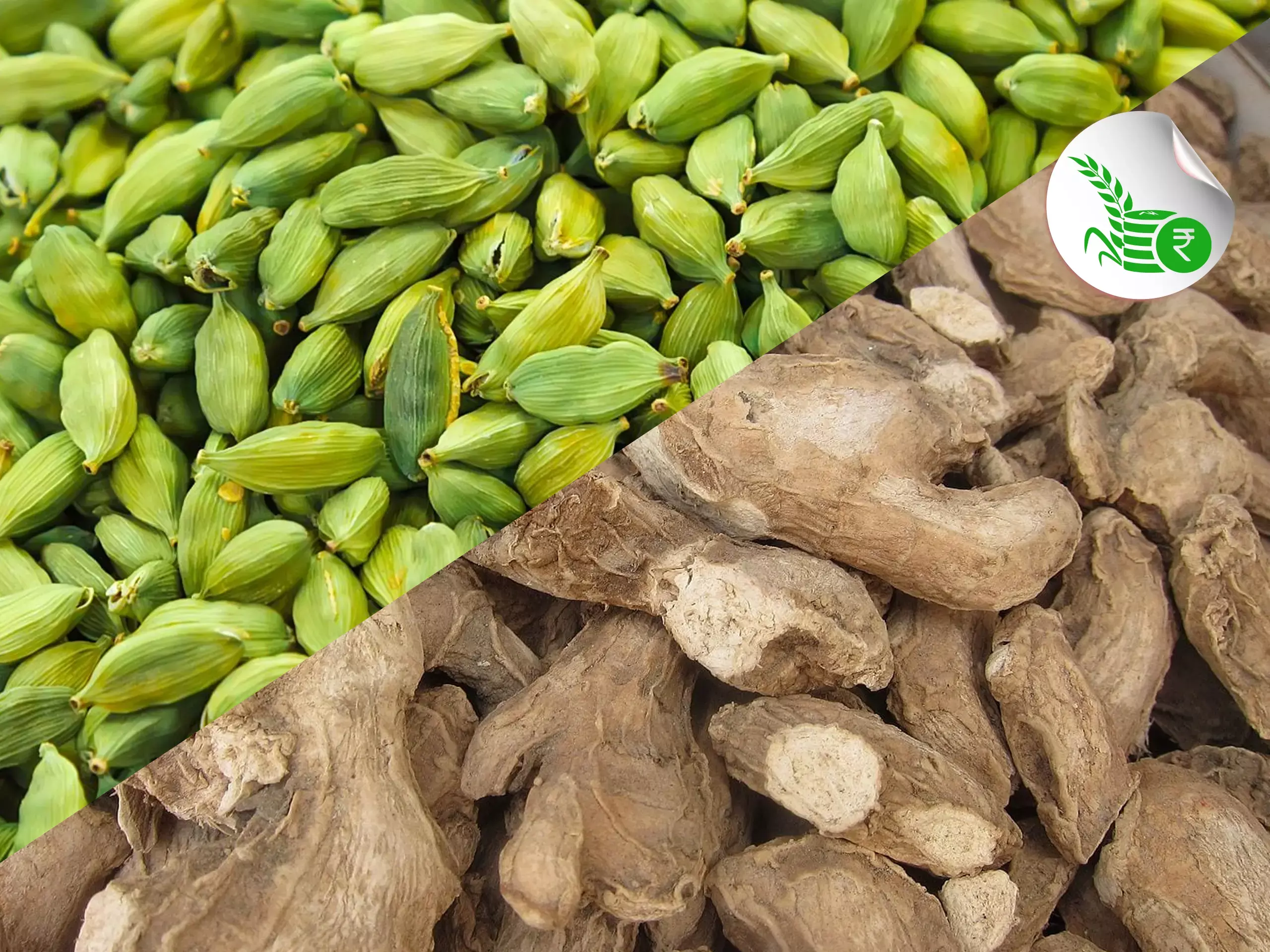 ചുക്കിന് ഡിമാന്‍ഡ് ഉയരുന്നു; വിഷു വിപണി പ്രതീക്ഷിച്ച് ഏലം