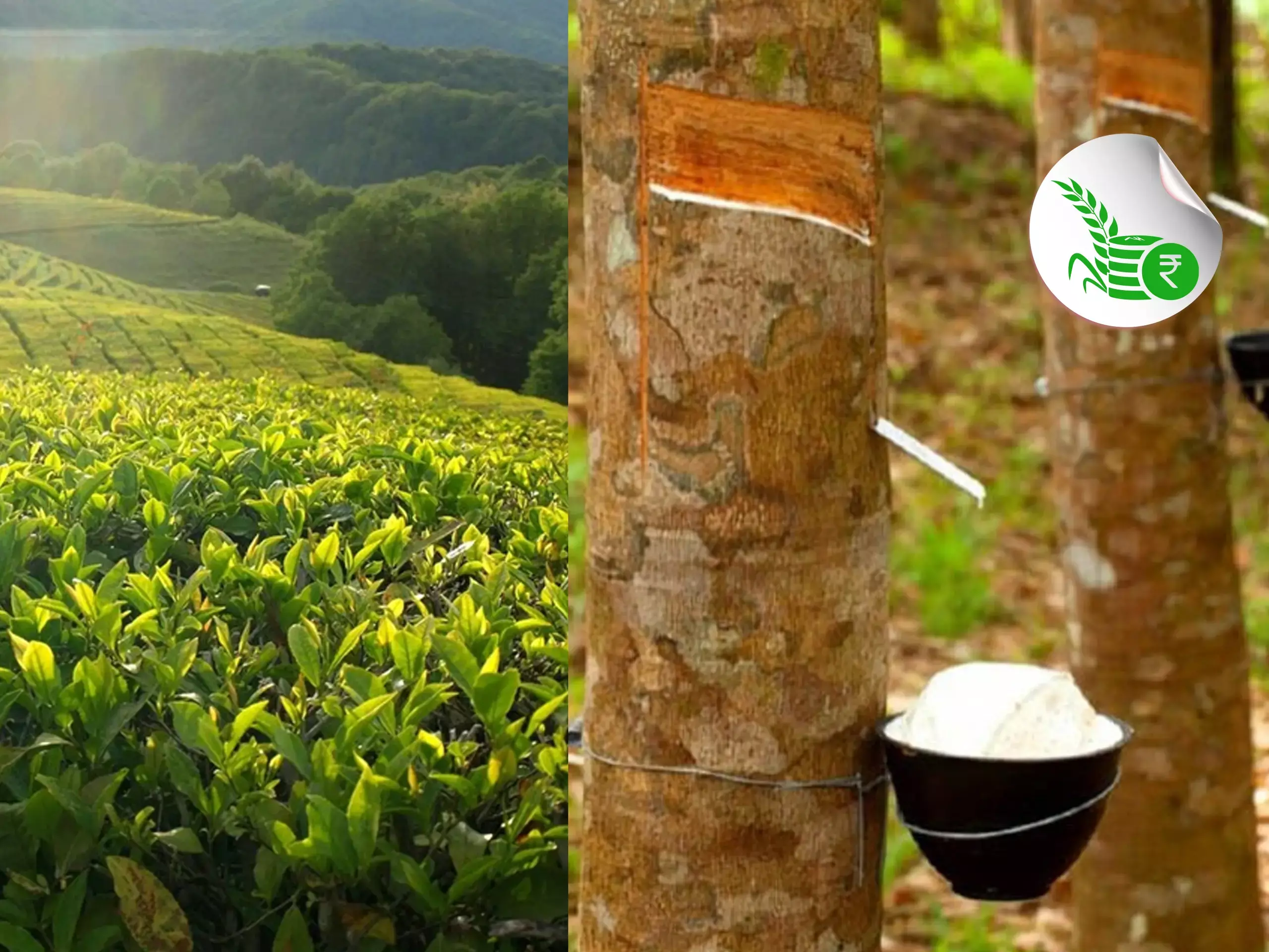 ആഗോള വിപണിയില്‍ പിടിമുറുക്കി ഇന്ത്യന്‍ തേയില, റബര്‍ വിലയില്‍ ആശ്വാസം