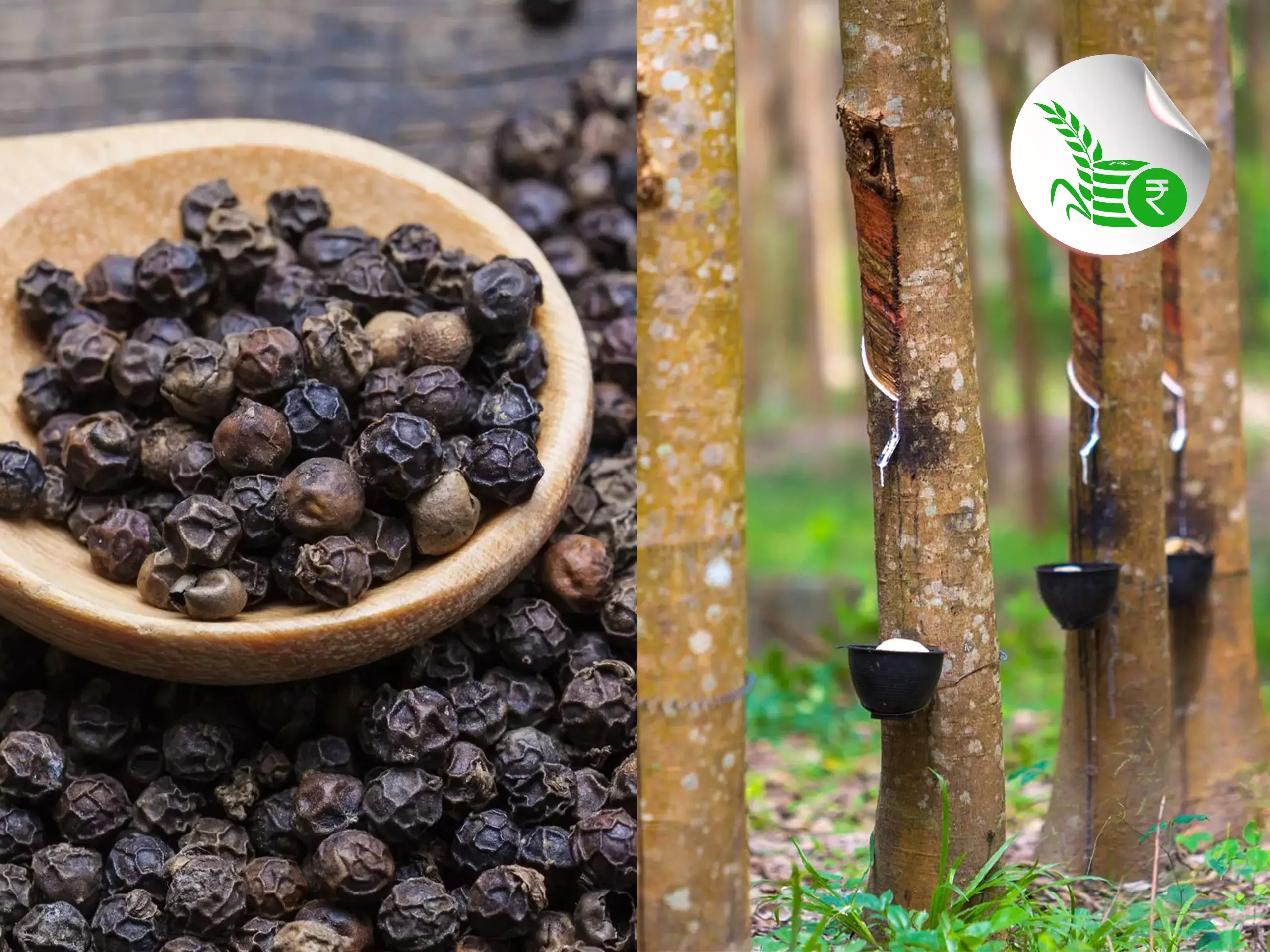 റബര്‍ ചുരുങ്ങി തന്നെ, കുരുമുളക് തളര്‍ച്ചയില്‍