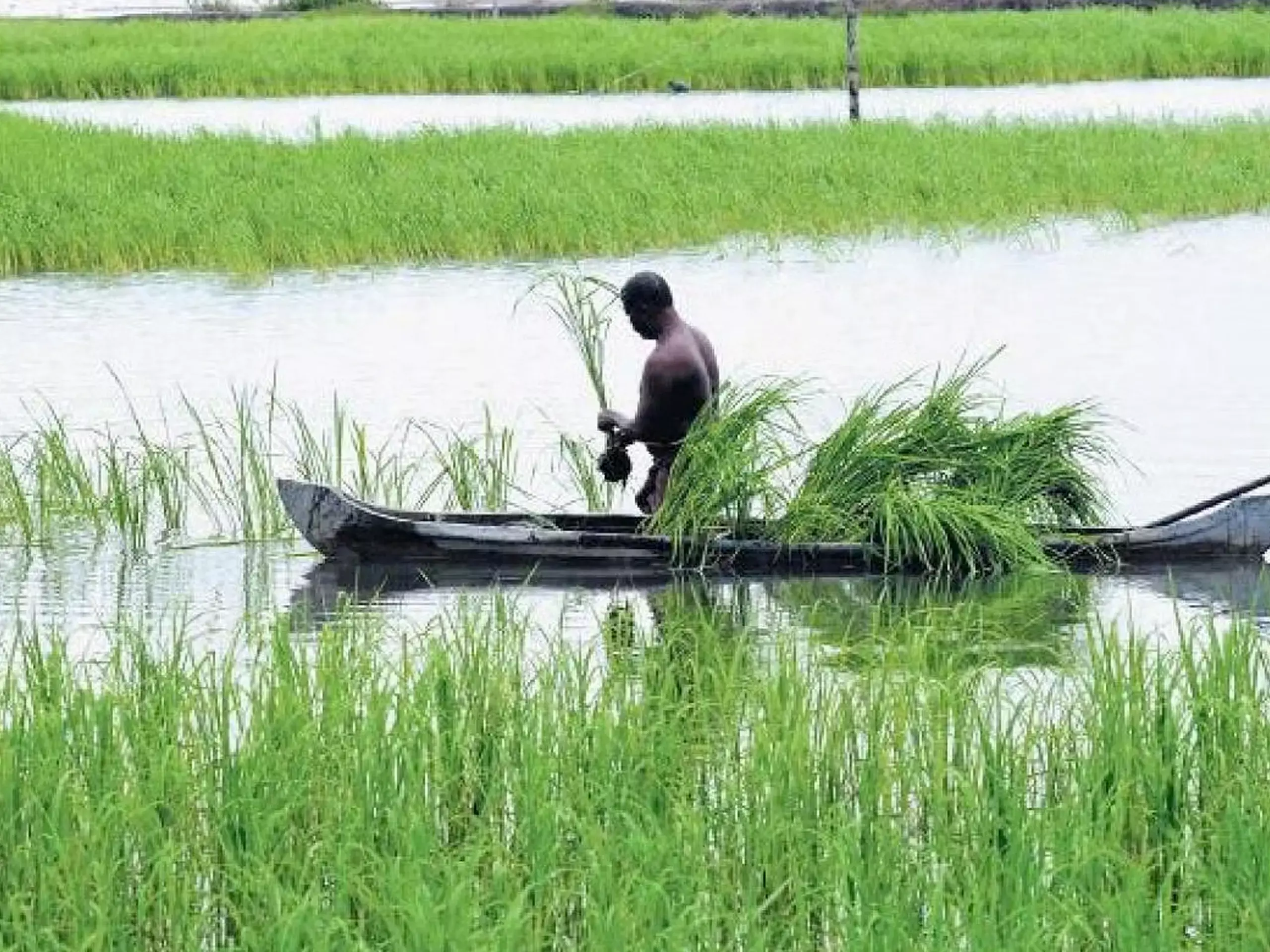 പൊക്കാളി കൃഷിയുടെ വിജയക്കൊടിയുമായി പള്ളിക്കല്‍ സഹകരണ സംഘം
