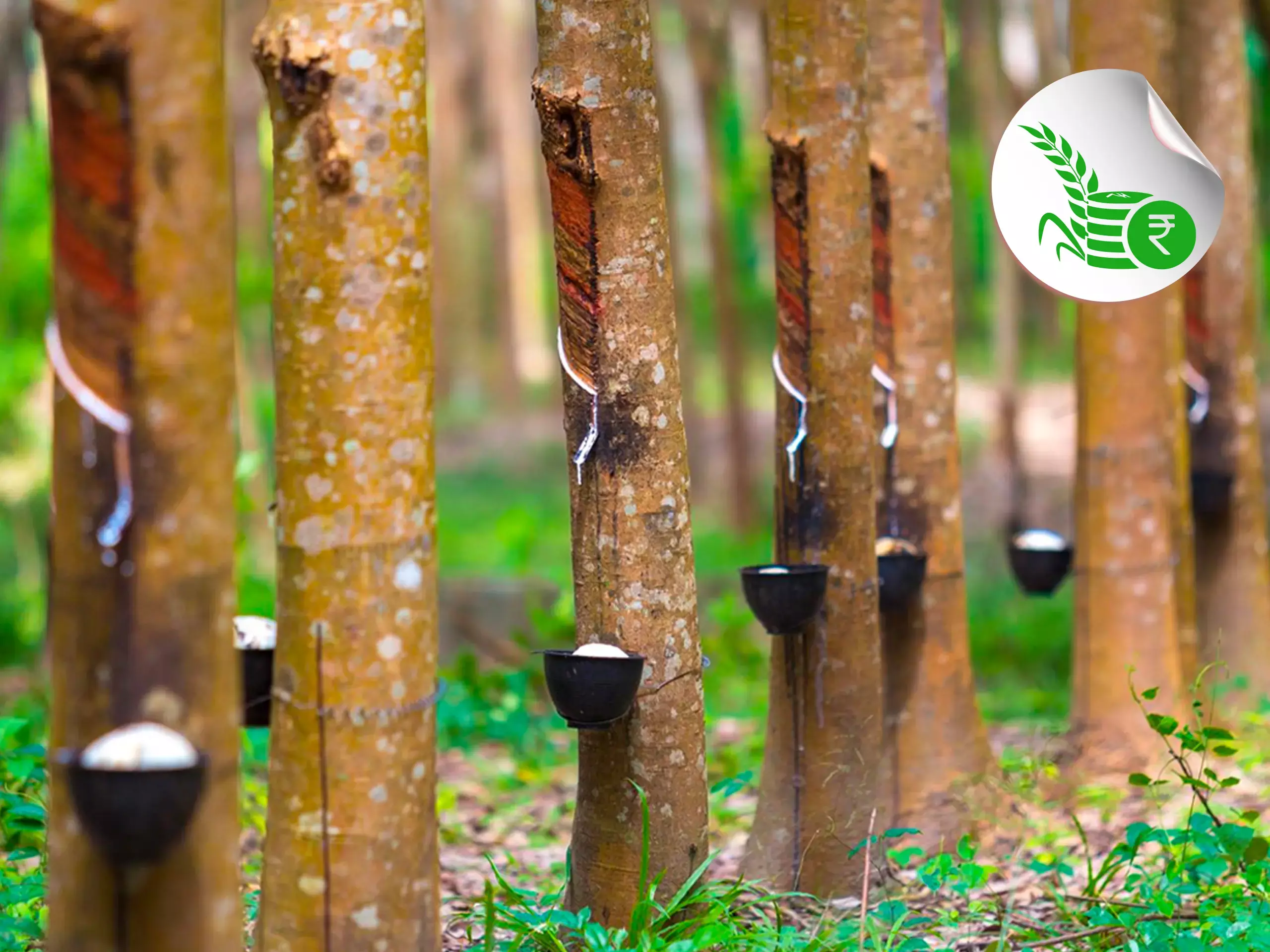 റബറിനെ തോളലേറ്റി ഇന്ത്യന്‍ വിപണി, കൊപ്രയും ഏലവും താഴ്ച്ചയില്‍