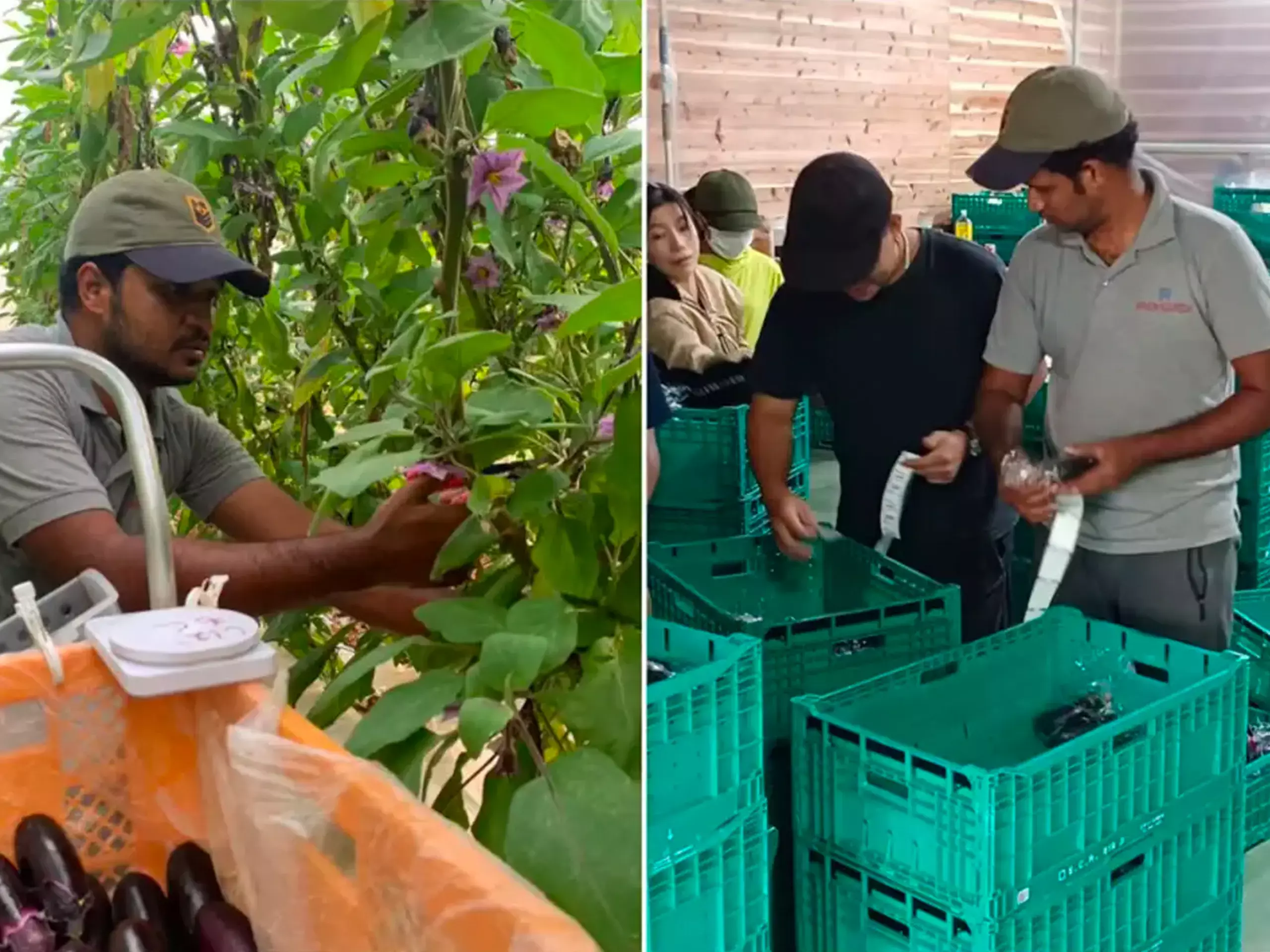 ഇന്‍ഫോസിസിലെ ജോലി രാജിവച്ച് കൃഷിപ്പണിയിലേക്ക്;  മാസവരുമാനം ഇരട്ടി