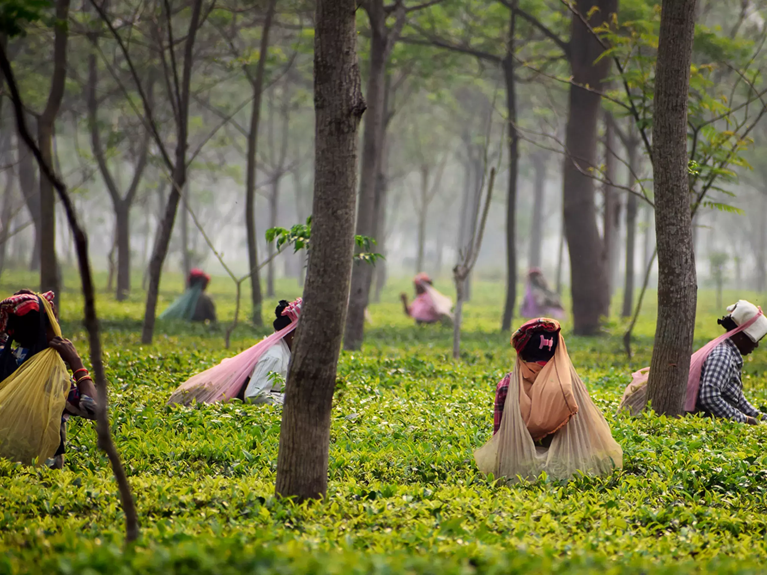 ആസാം തേയിലയുടെ രണ്ടുനൂറ്റാണ്ട്;  അനുസ്മരണ ലോഗോ പ്രകാശനം ചെയ്തു