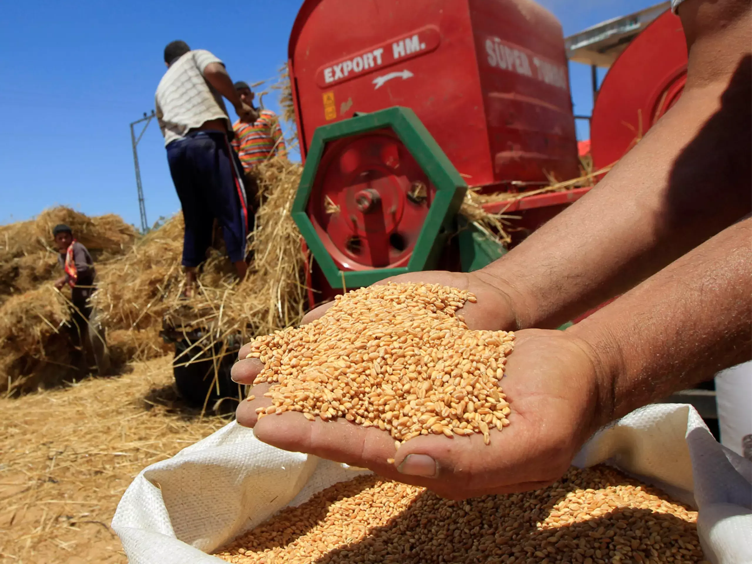 indian wheat production growth