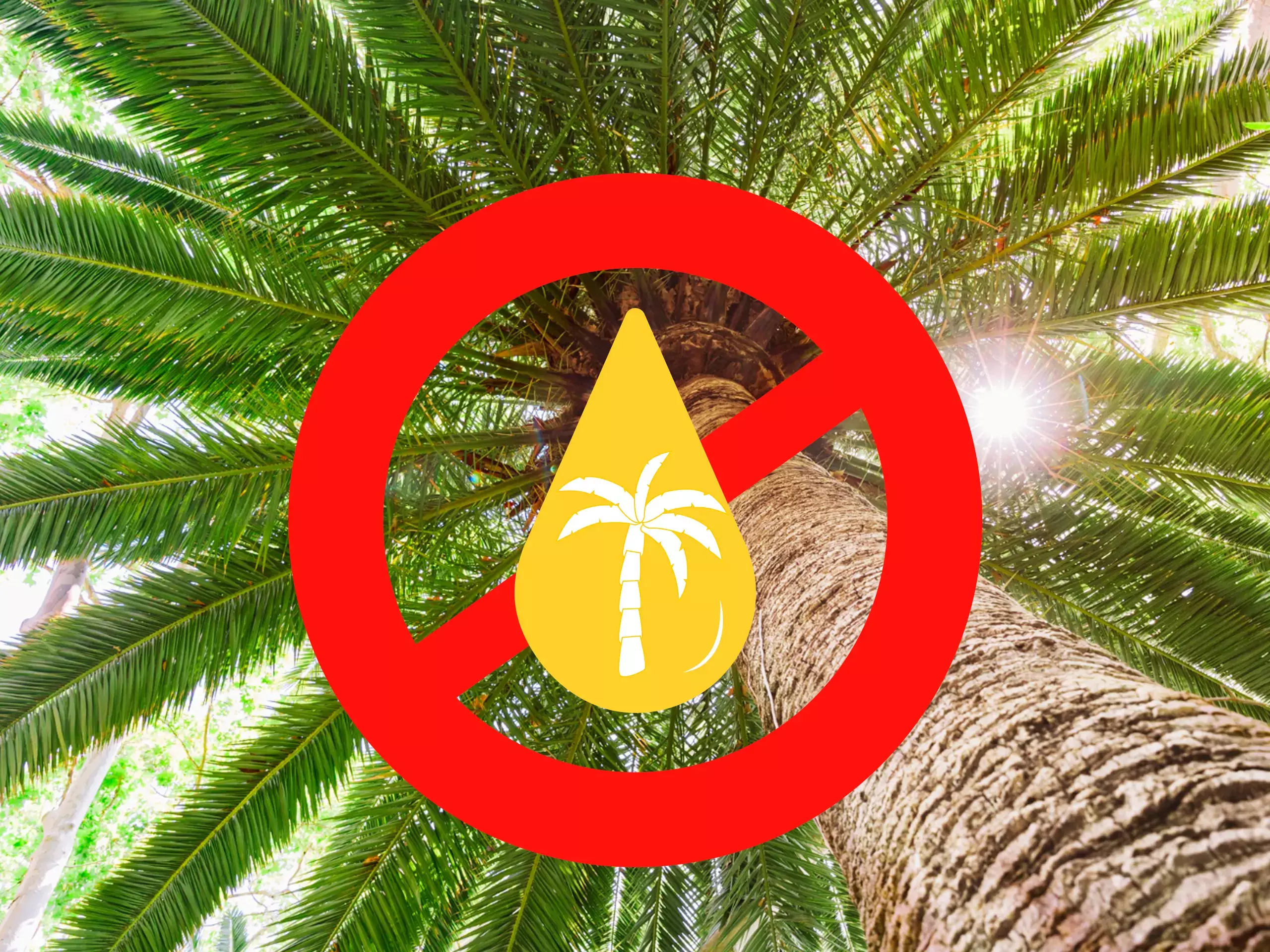 ഇന്ത്യയുടെ പാമോയില്‍   ഇറക്കുമതി ഇടിയുന്നു