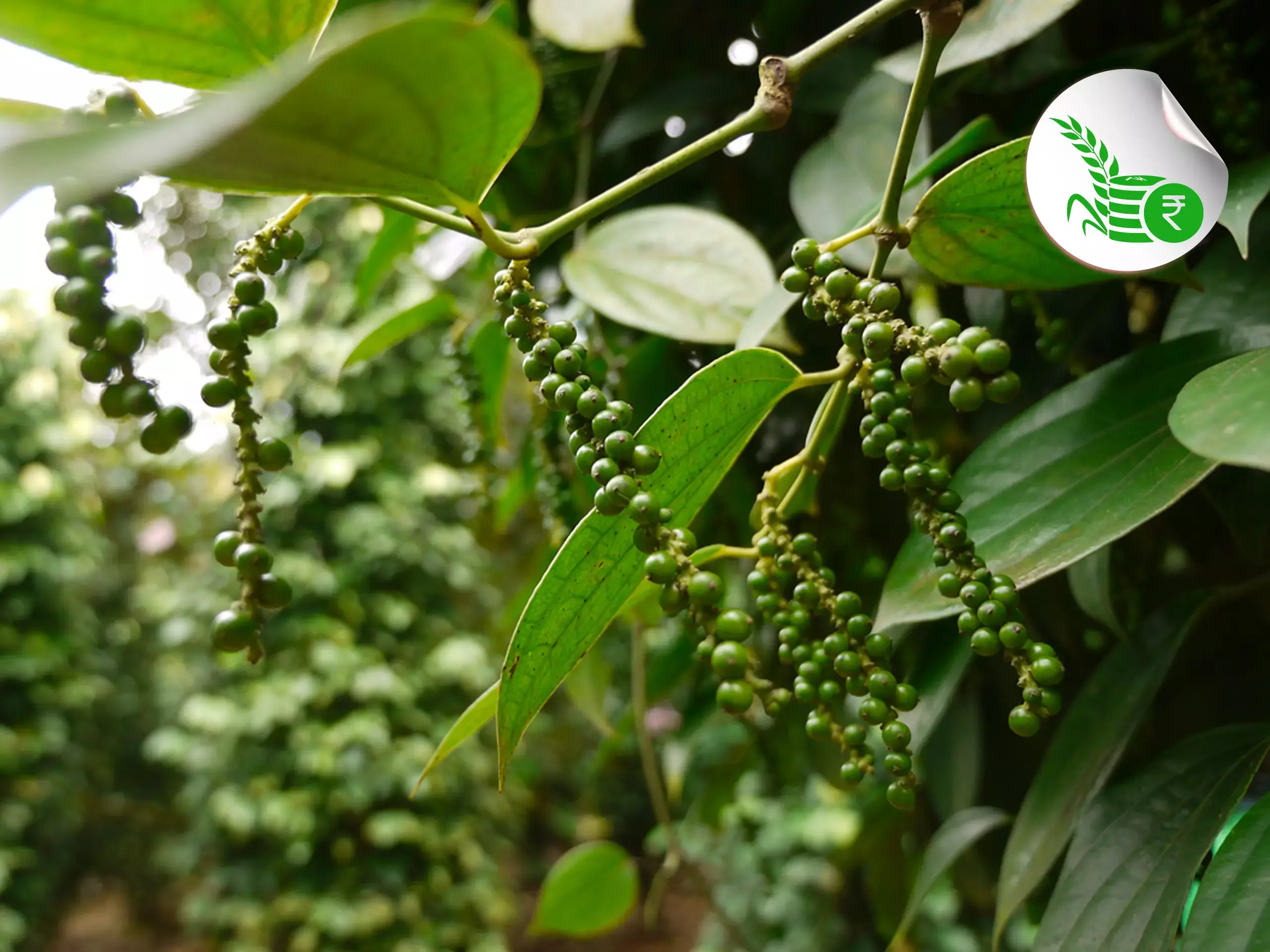 commodity market update