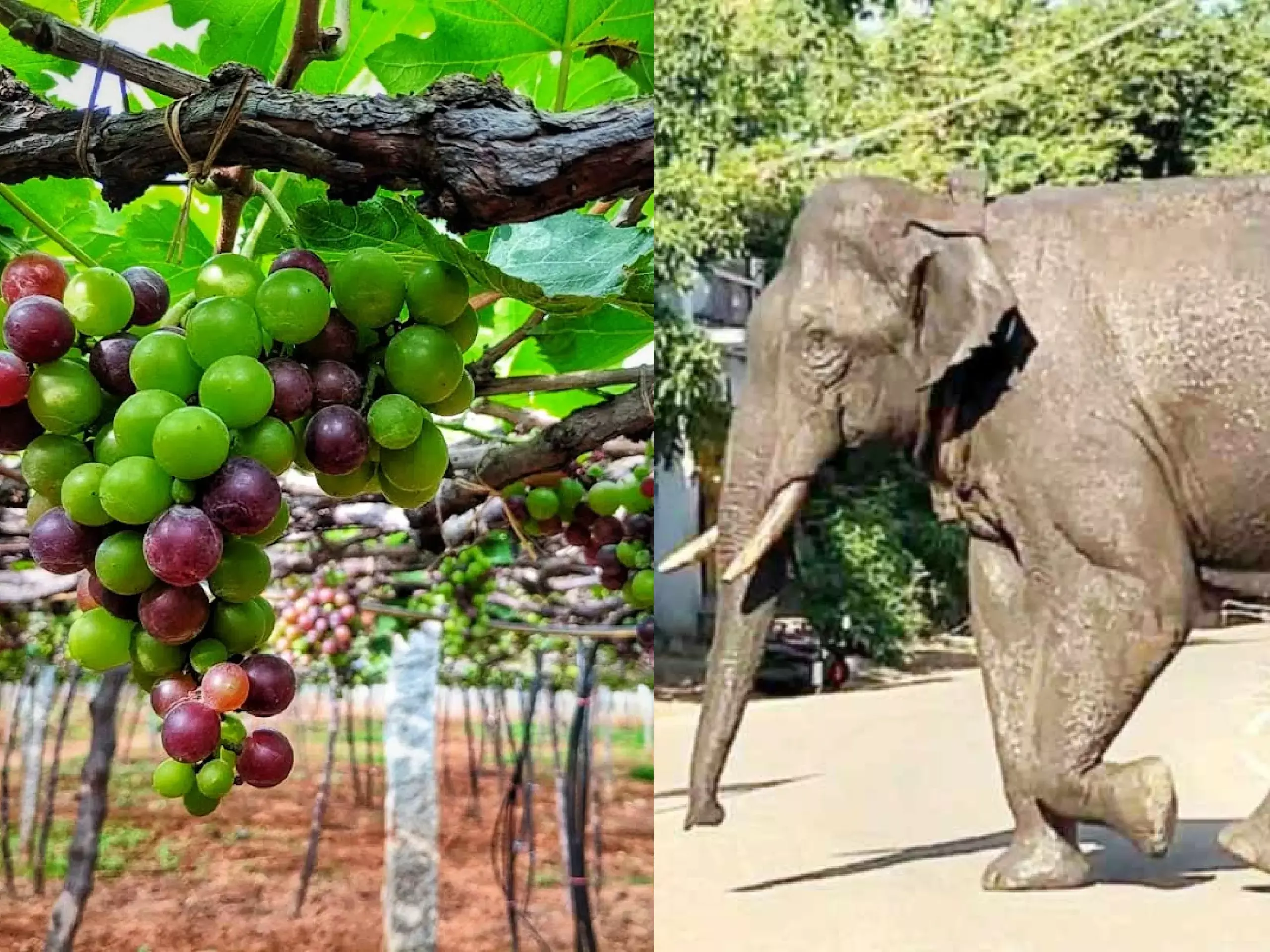 cumbum grape harvest is fast in the panic of arikomban
