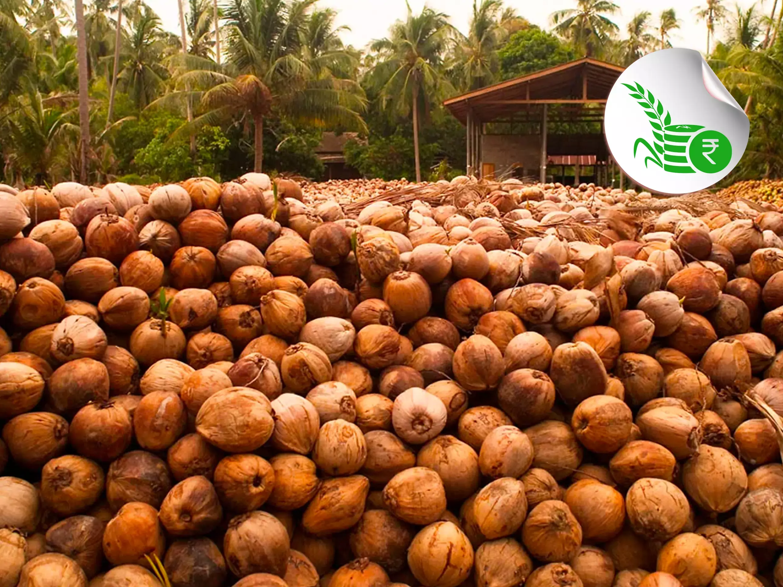 വില തകര്‍ച്ചയുടെ നെല്ലിപ്പലകയില്‍ നാളികേര കര്‍ഷകര്‍, പിടിമുറുക്കി ടയര്‍ ലോബി