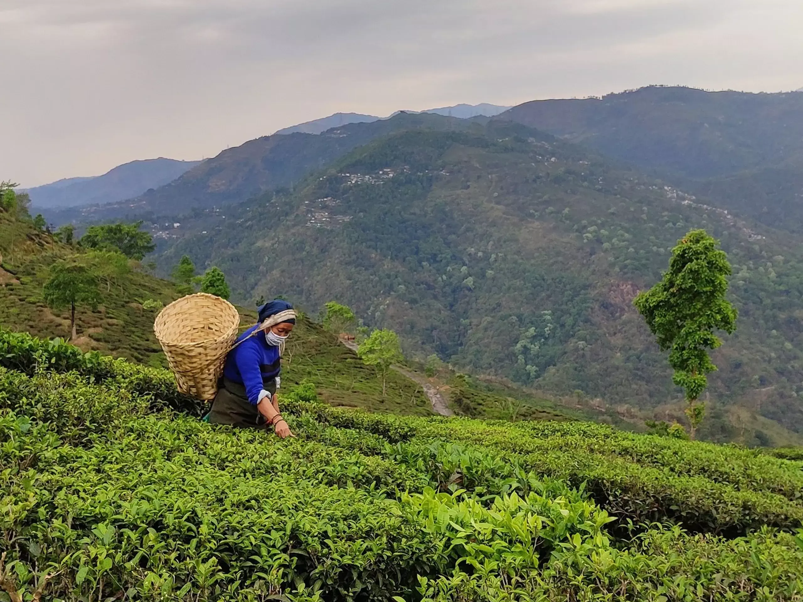 Crisis brewing in Darjeeling tea gardens