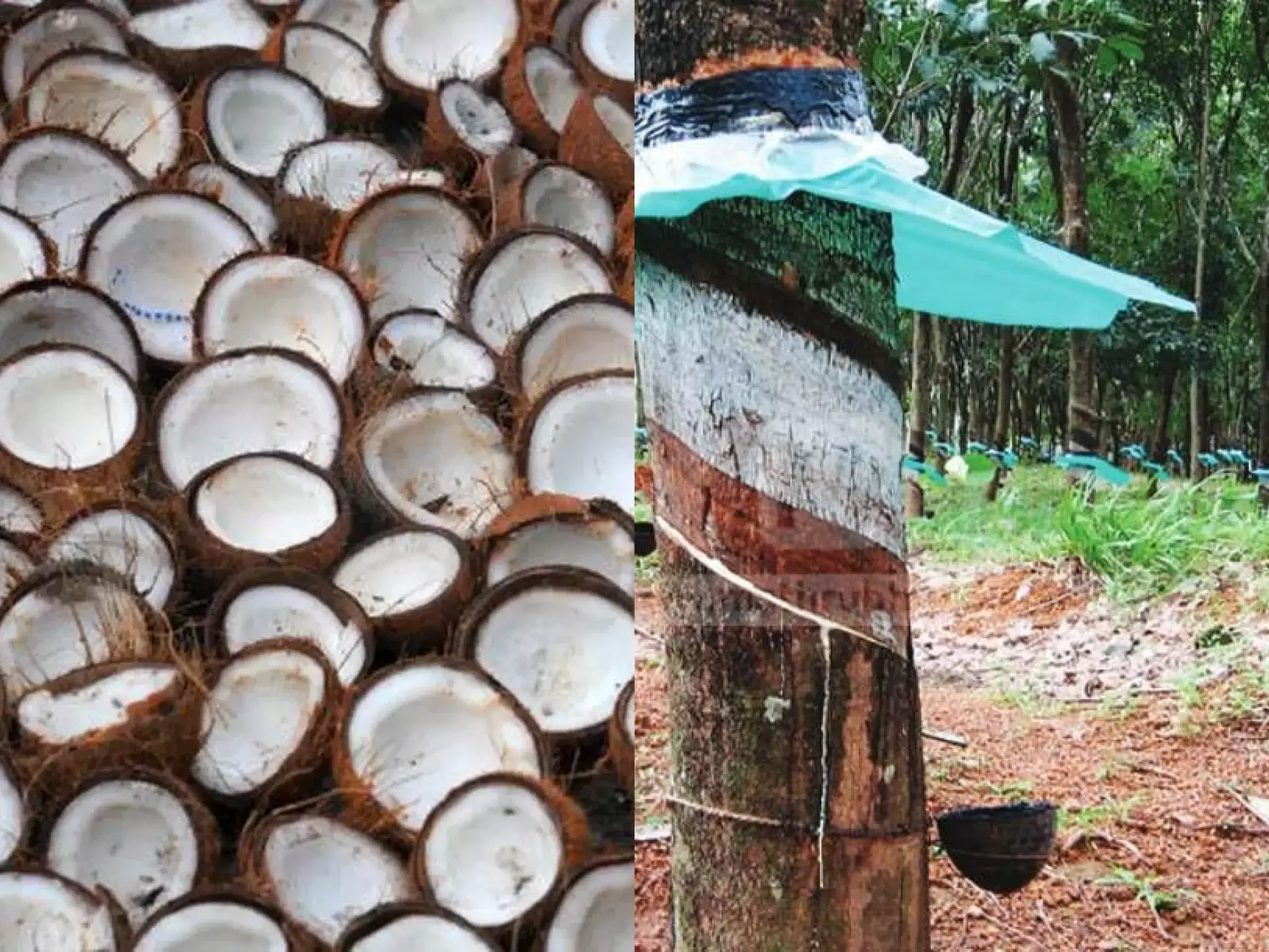 coconut in palm oil scare rubber ready for rain