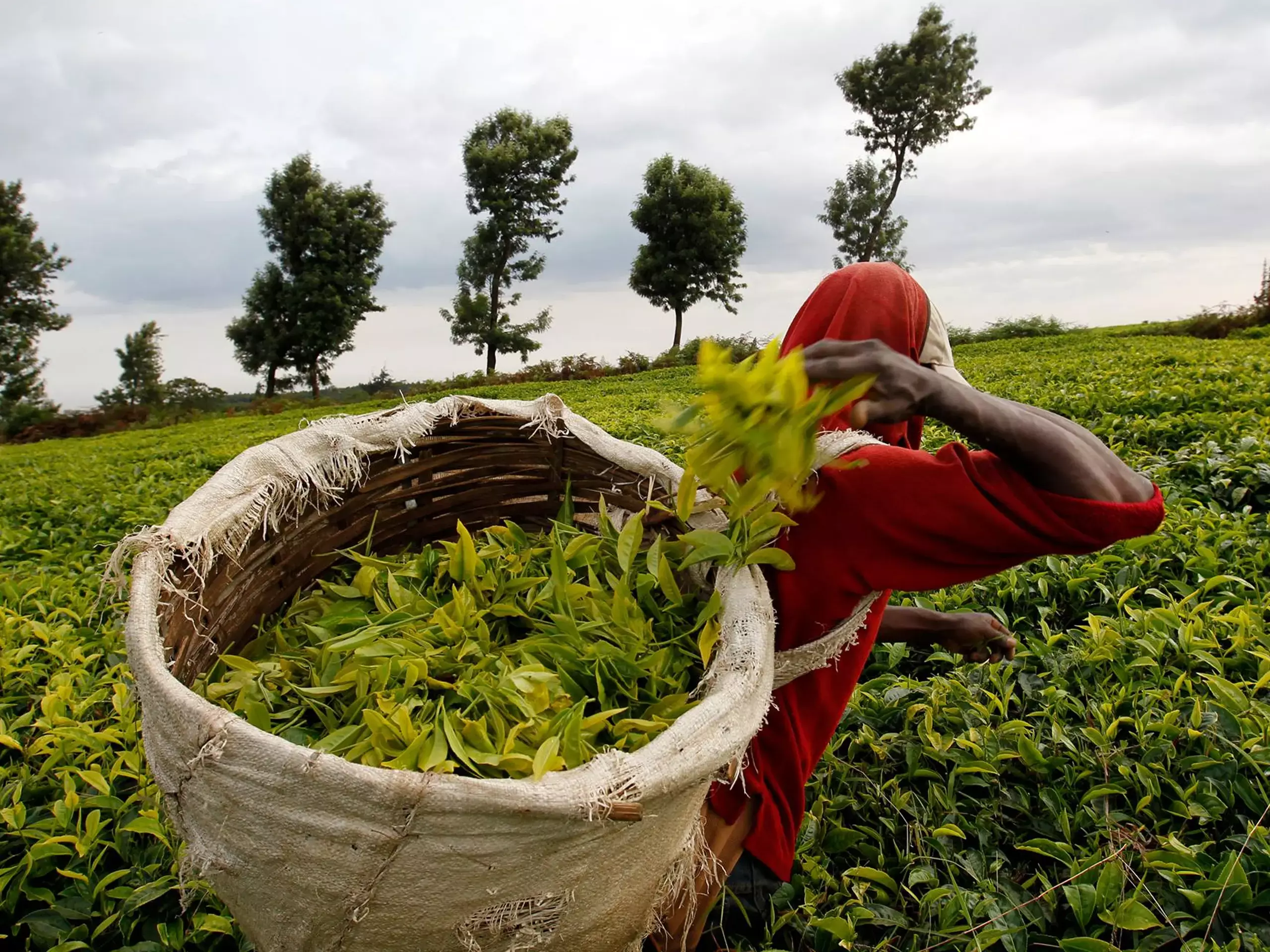 ചെറുകിട തേയില കര്‍ഷകര്‍ക്ക്  മധുരമില്ലാത്ത ചായ