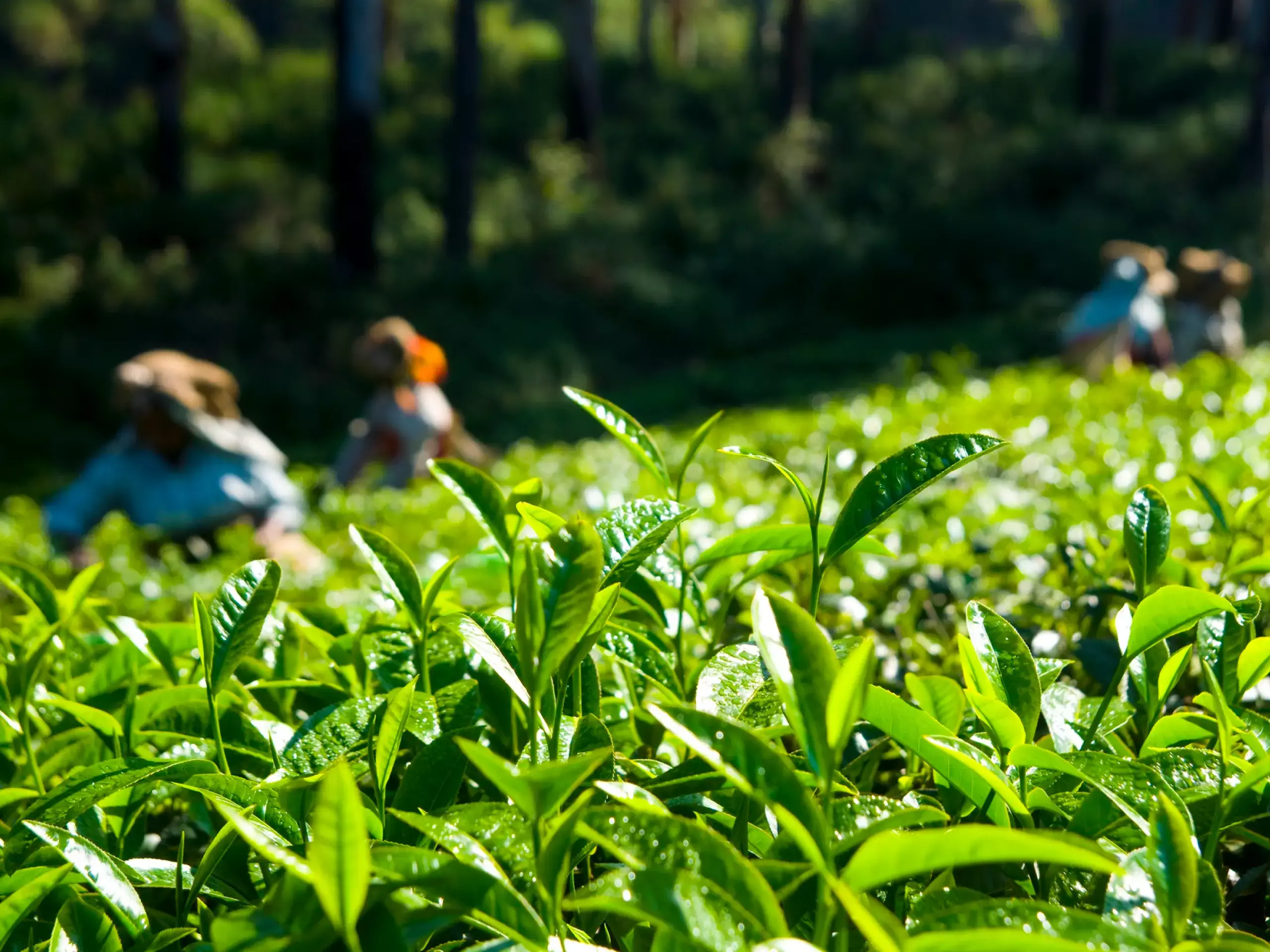 tea farmers worried about current challenges