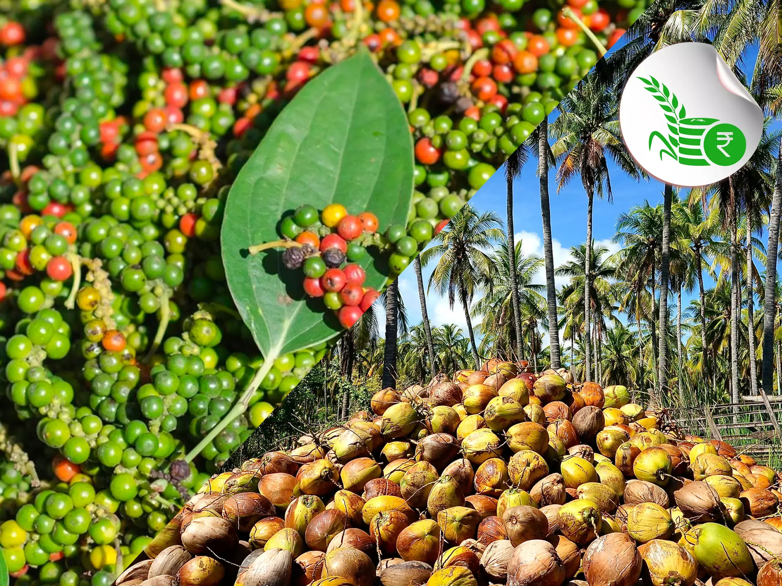 Price of coconut, pepper soar; farmers in distress as production declines