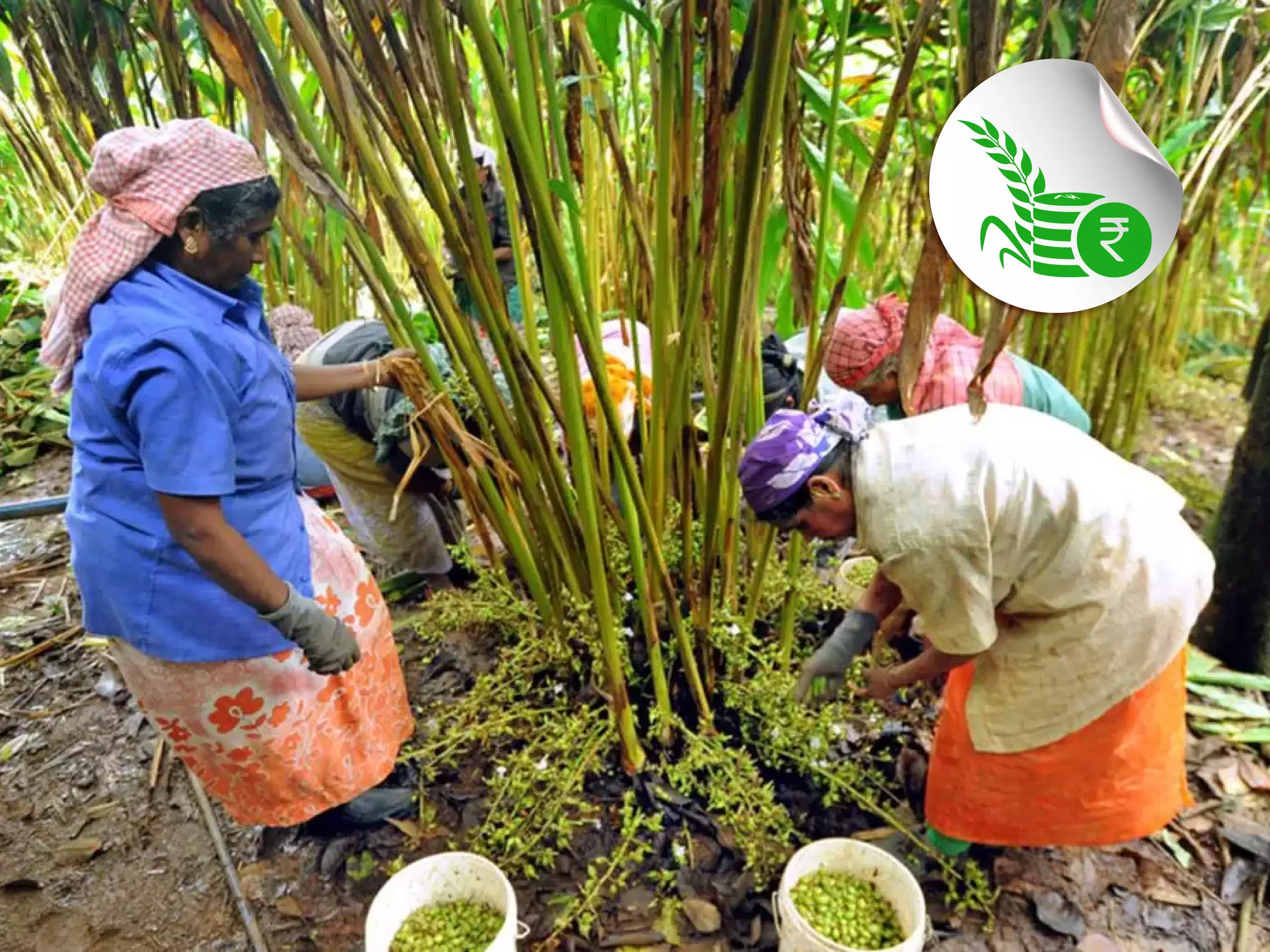 commodity market price updation