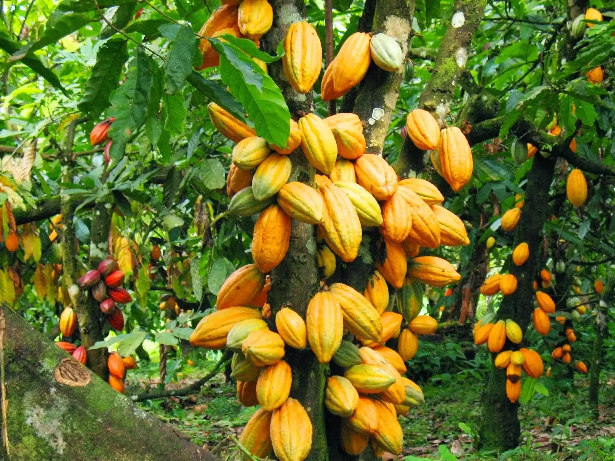 Cocoa prices | cocoa production