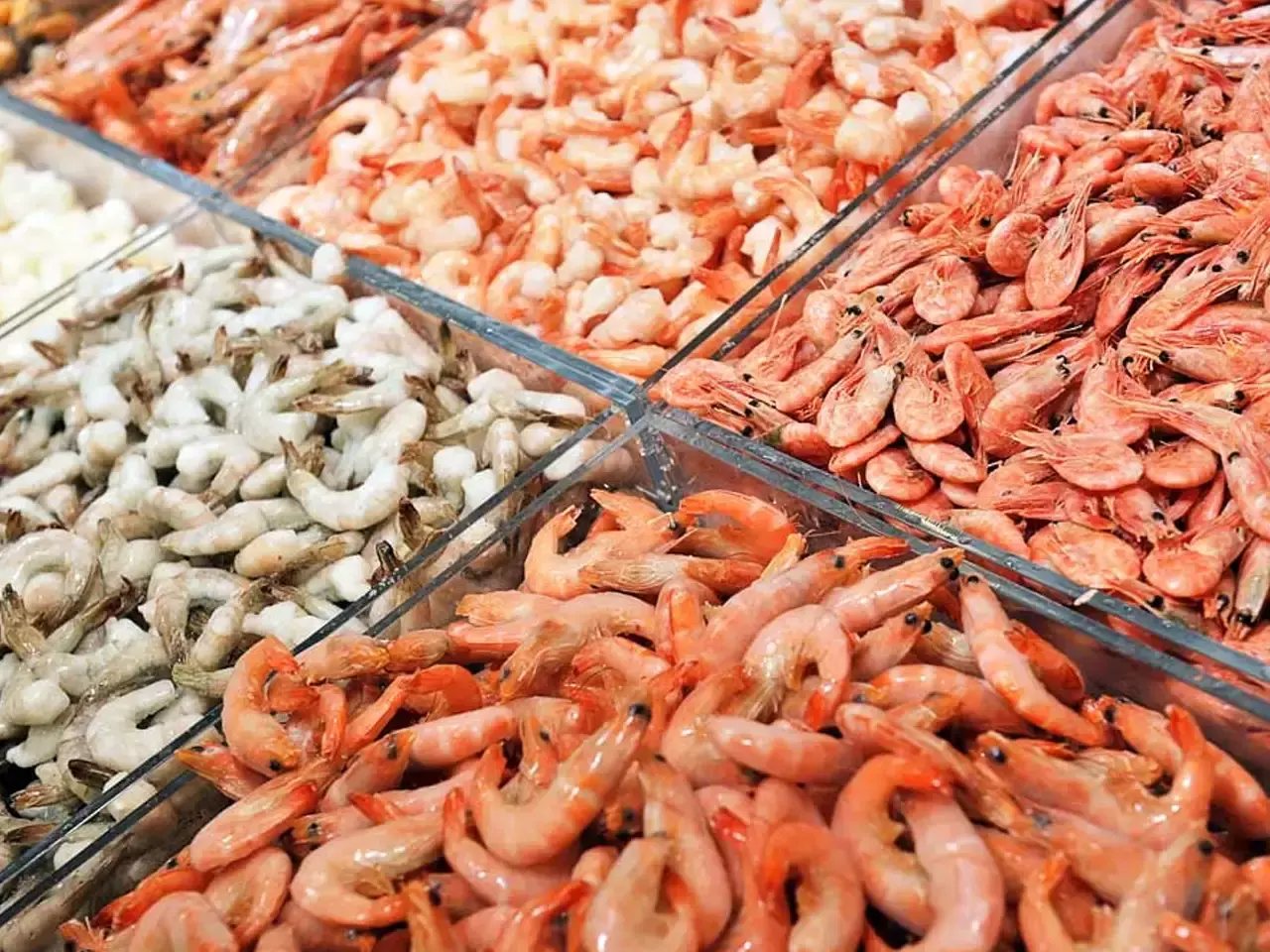 shrimp seafood export