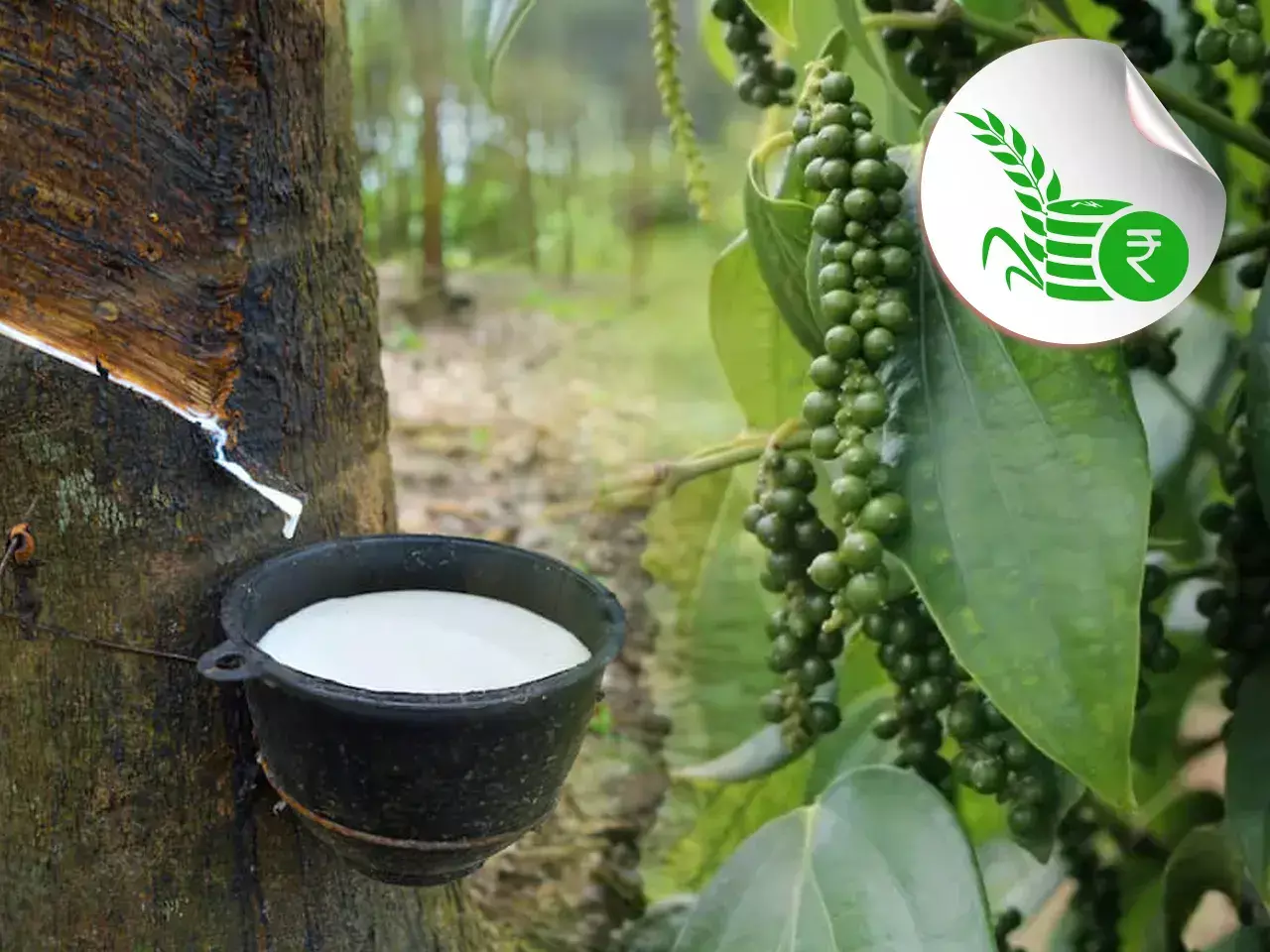 commodity market rate updation