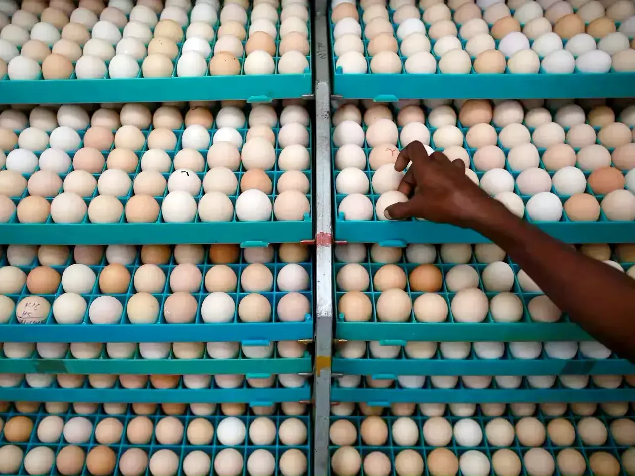 egg price hike