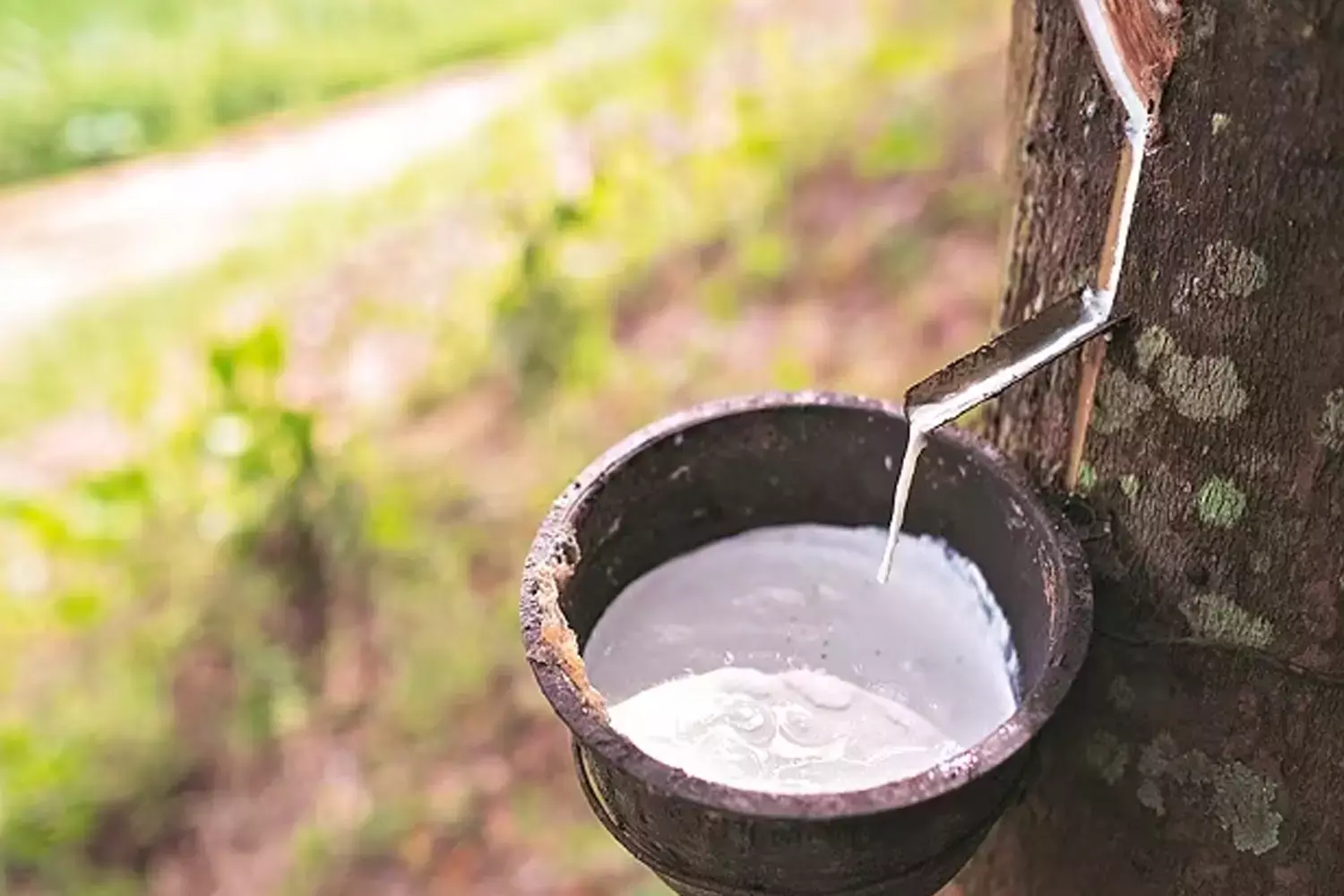 സർവകാല റെക്കോഡിൽ റബ്ബർവില