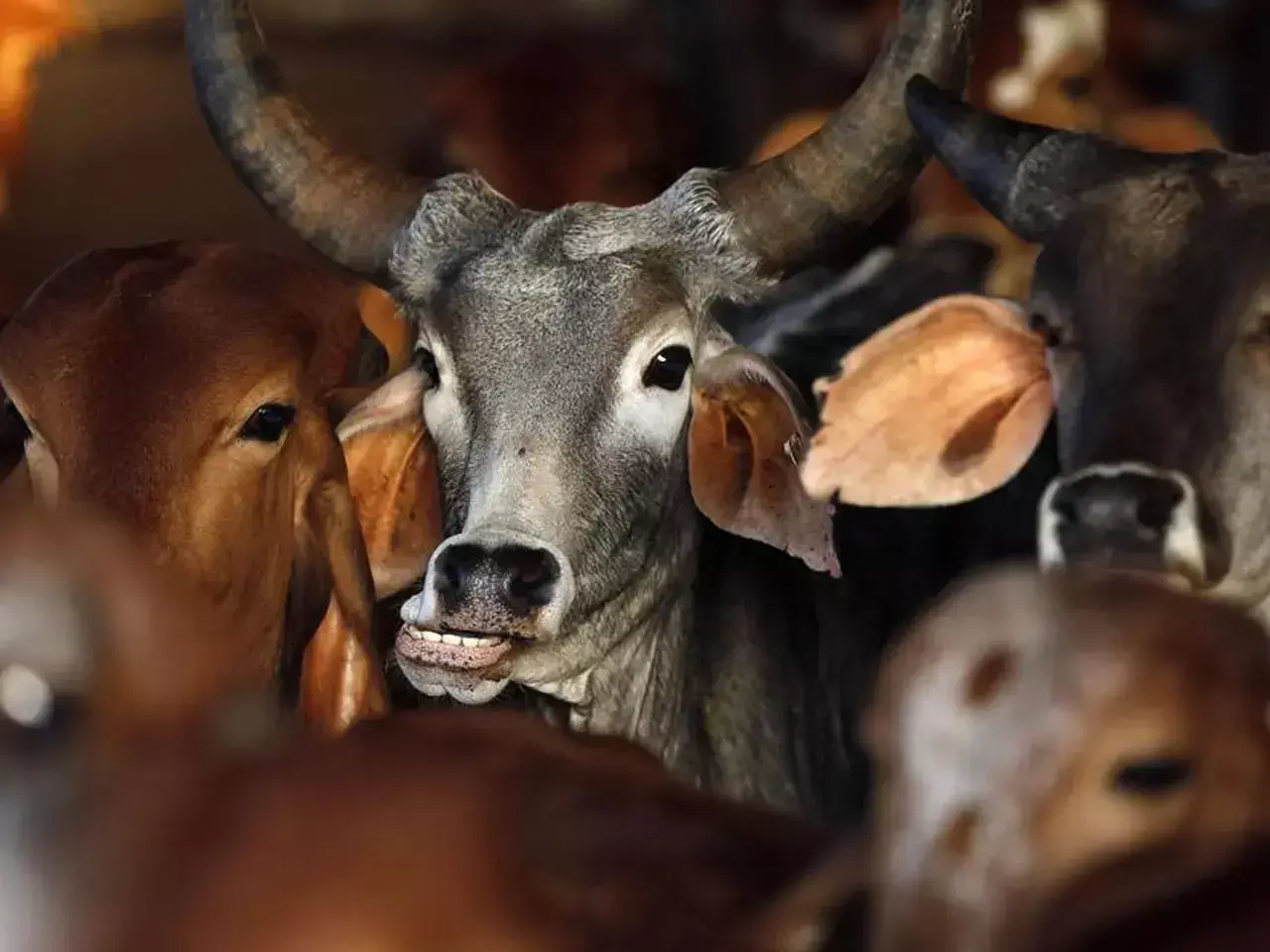 indian livestock exports bill
