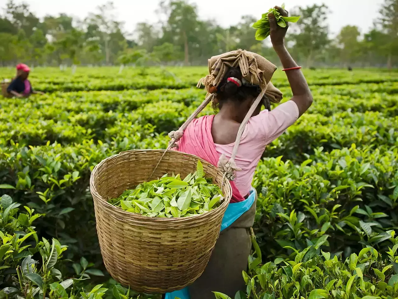 study to determine price of tea in small scale sector