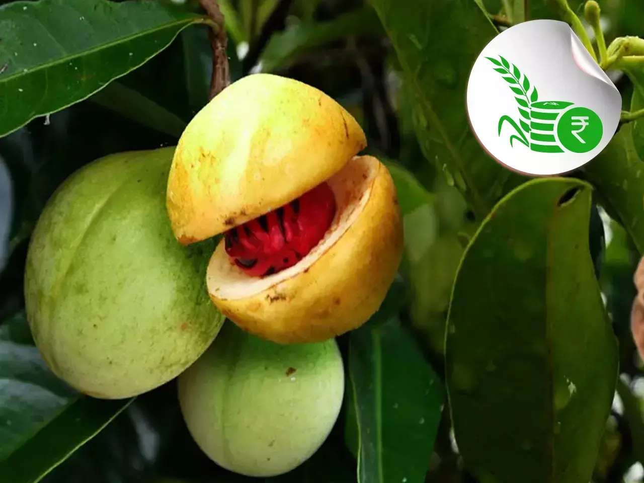 commodity market rate updation