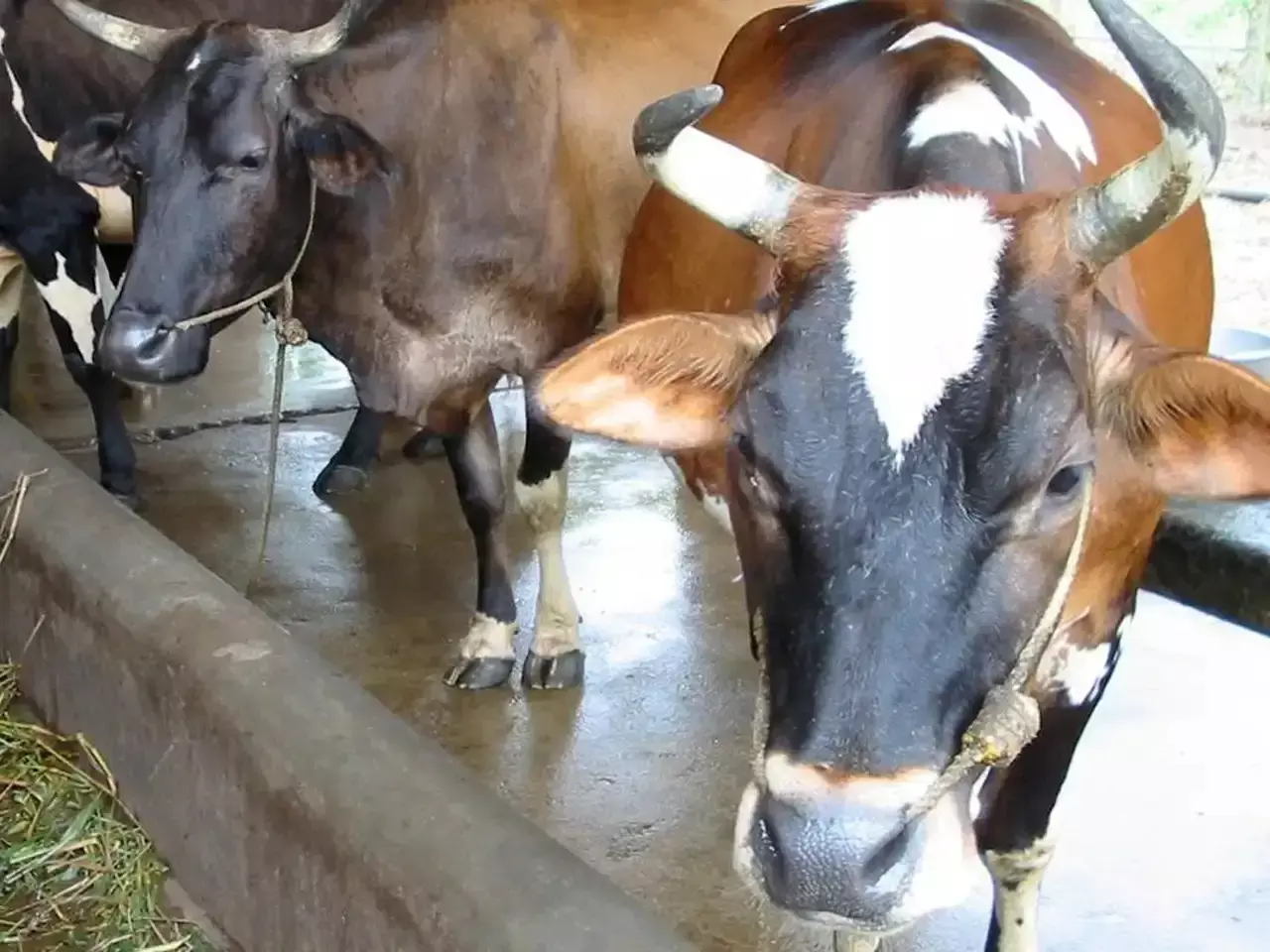 milk farmers without crisis in kerala