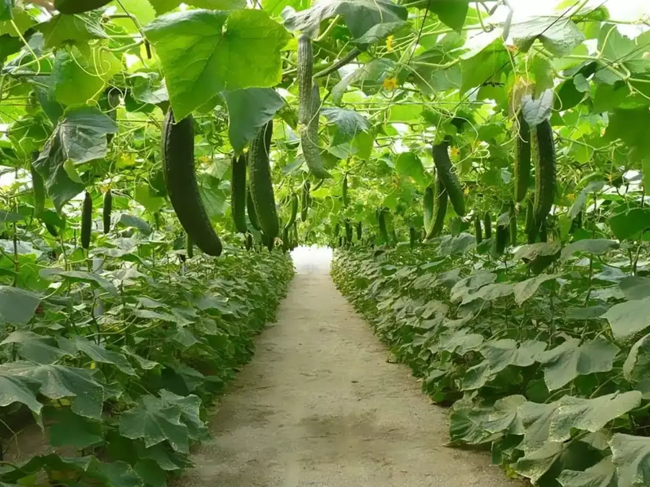 special scheme in co-operative banks for value added products